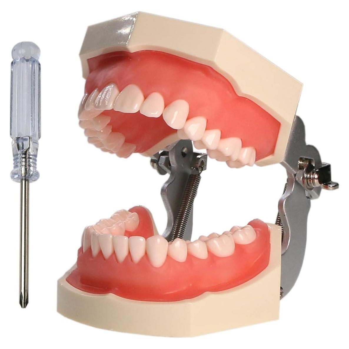 Modelo Dental Typodont Kilgore NISSIN Tipo 200 con 28 Dientes
