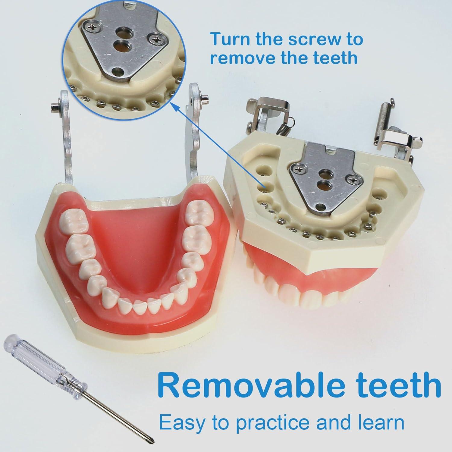 Modelo Dental Typodont Kilgore NISSIN Tipo 200 con 28 Dientes