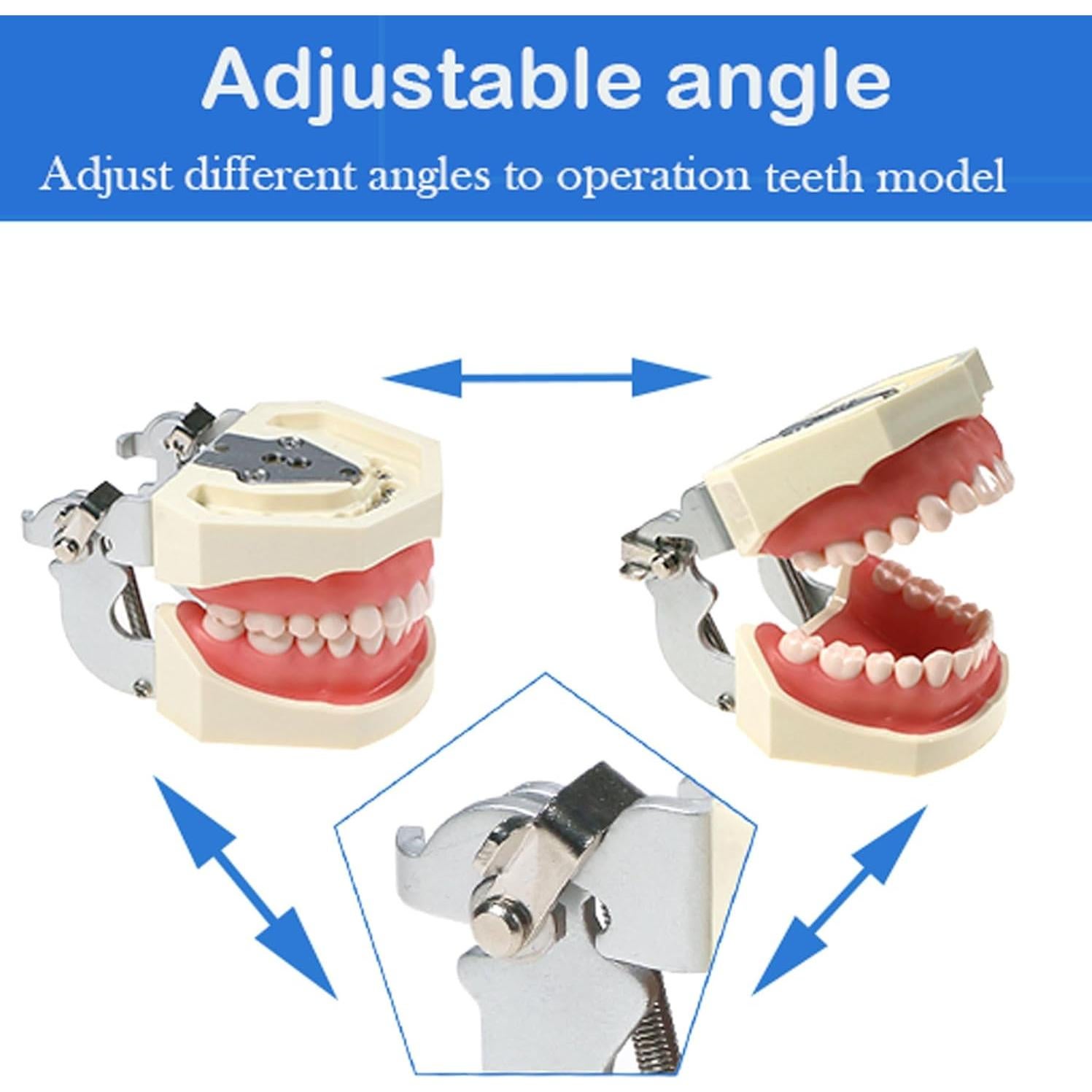 Modelo Dental Typodont Kilgore NISSIN Tipo 200 con 28 Dientes