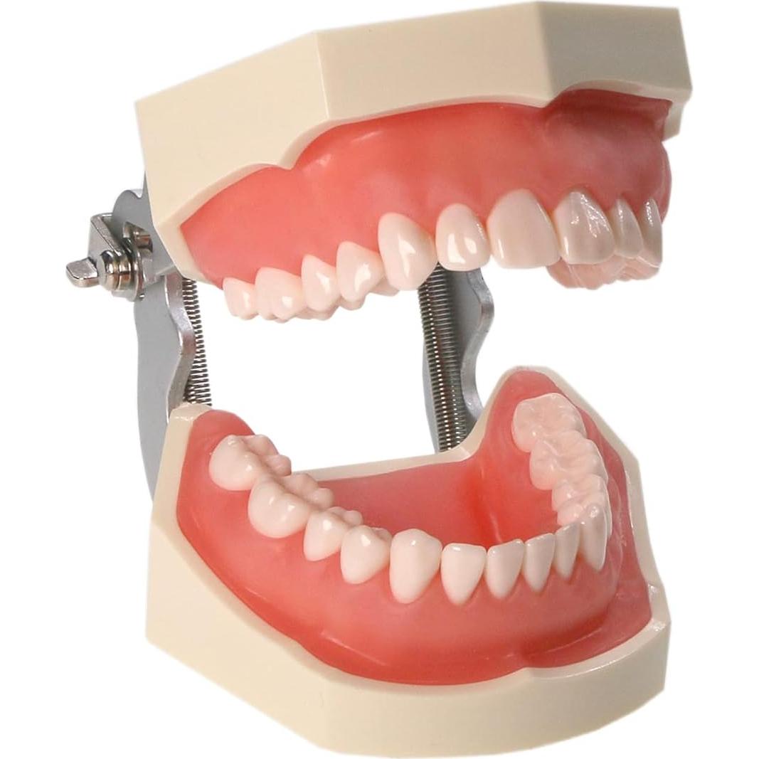 Modelo Dental Typodont Kilgore NISSIN Tipo 200 con 28 Dientes