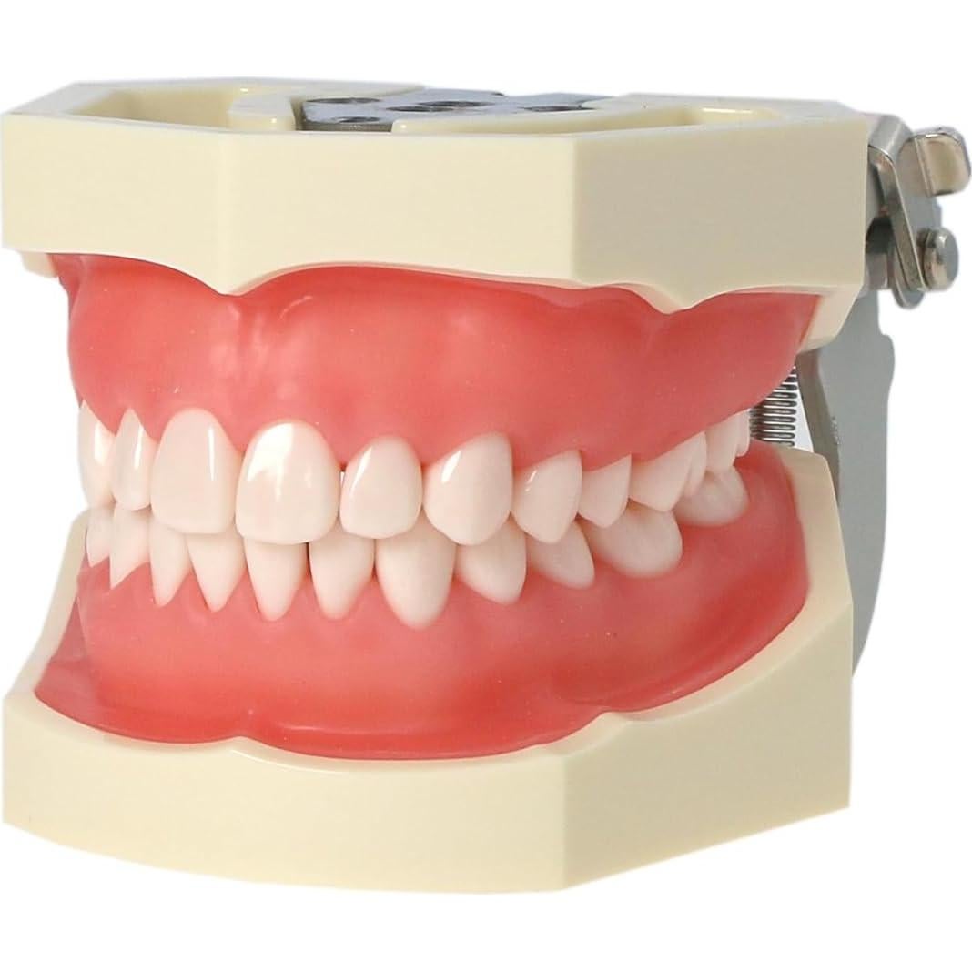 Modelo Dental Typodont Kilgore NISSIN Tipo 200 con 28 Dientes