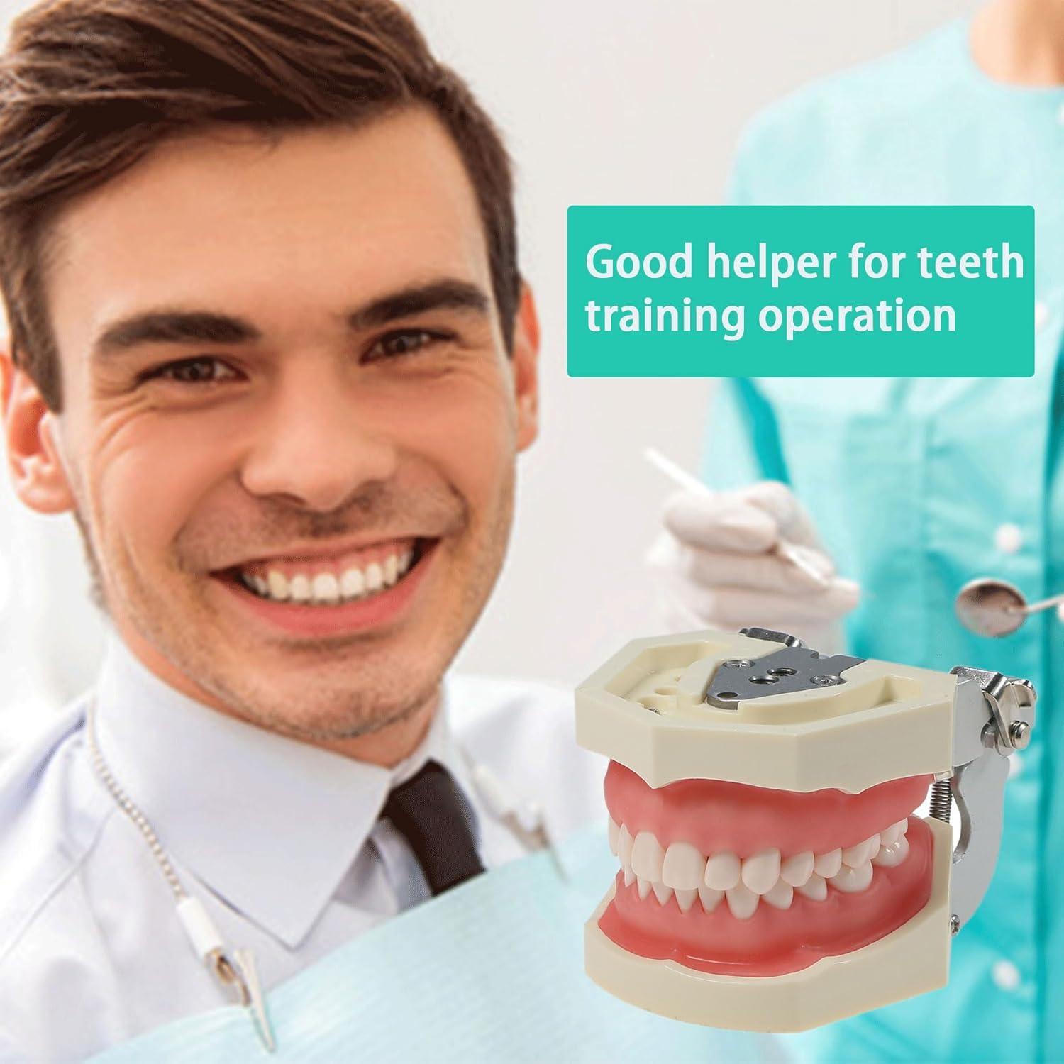 Modelo Dental Typodont Kilgore NISSIN Tipo 200 con 28 Dientes