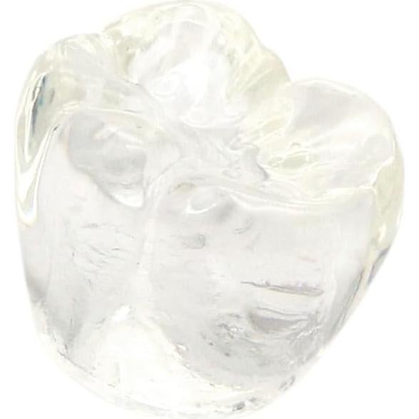 Modelo Dental de Implante XINGXING 2020-01 para Demostración