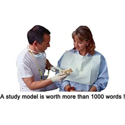 Modelo Typodont de Dientes Periodontales Airgoesin - Nuevo