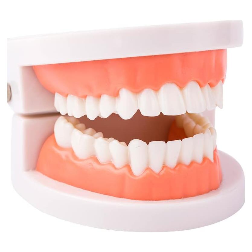 Modelo Dental de Dientes Estándar Ceonam 28 Dientes para Enseñanza
