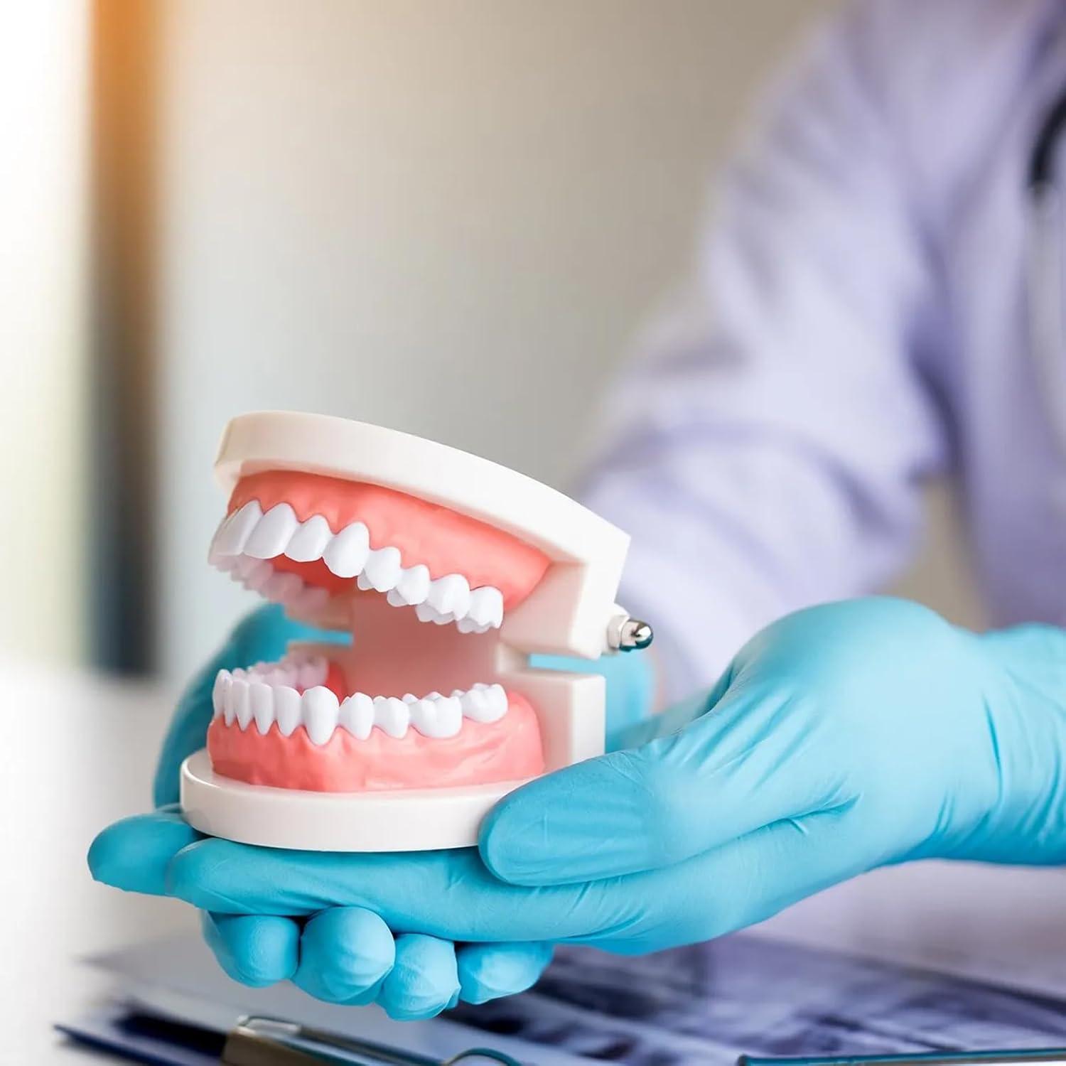 Modelo Dental de Dientes Estándar Ceonam 28 Dientes para Enseñanza