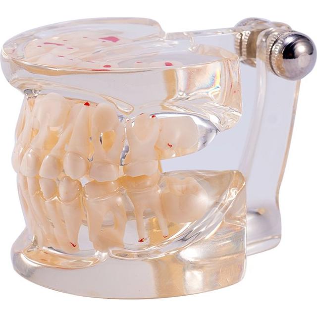 Modelo Dental Pediátrico Easyinsmile TC6 Resina Transparente