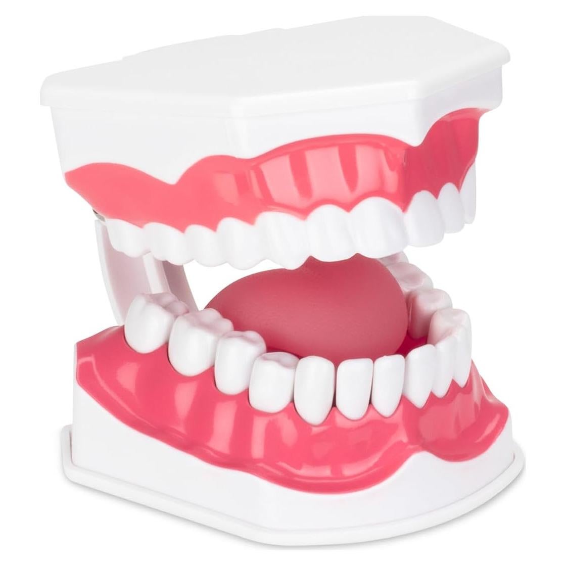 Modelo de Higiene Dental Practicon 2X Tamaño Real con Lengua Móvil