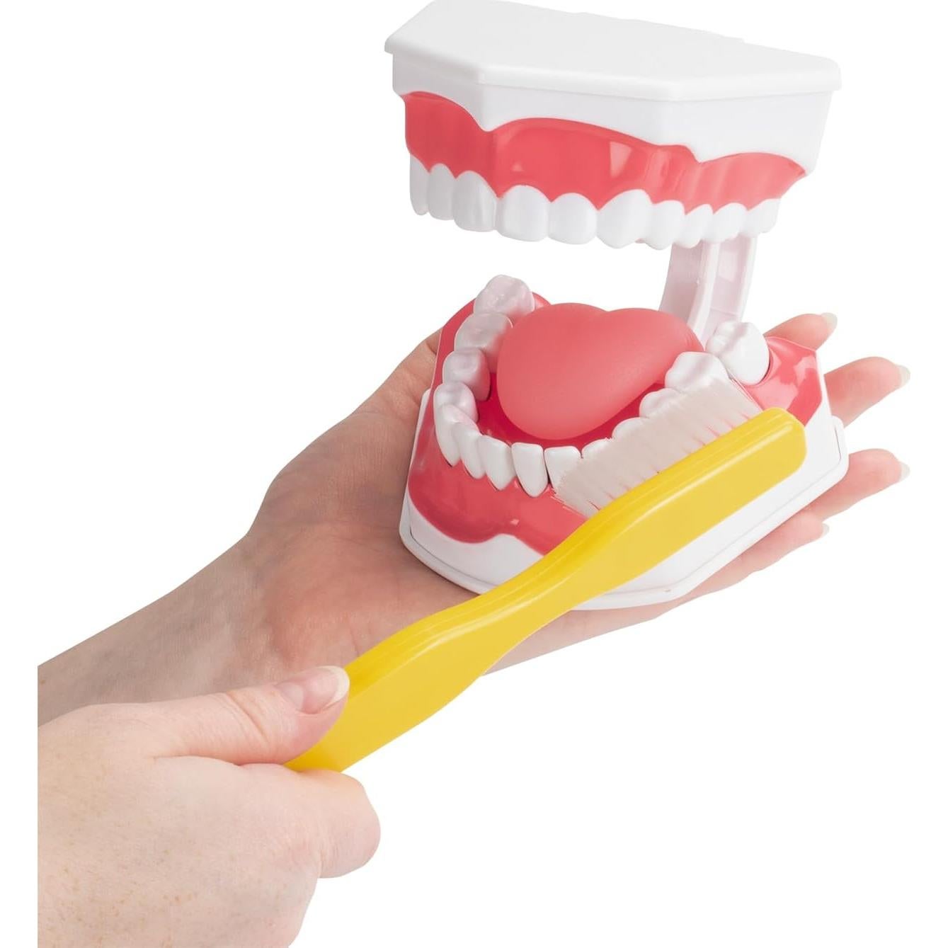 Modelo de Higiene Dental Practicon 2X Tamaño Real con Lengua Móvil