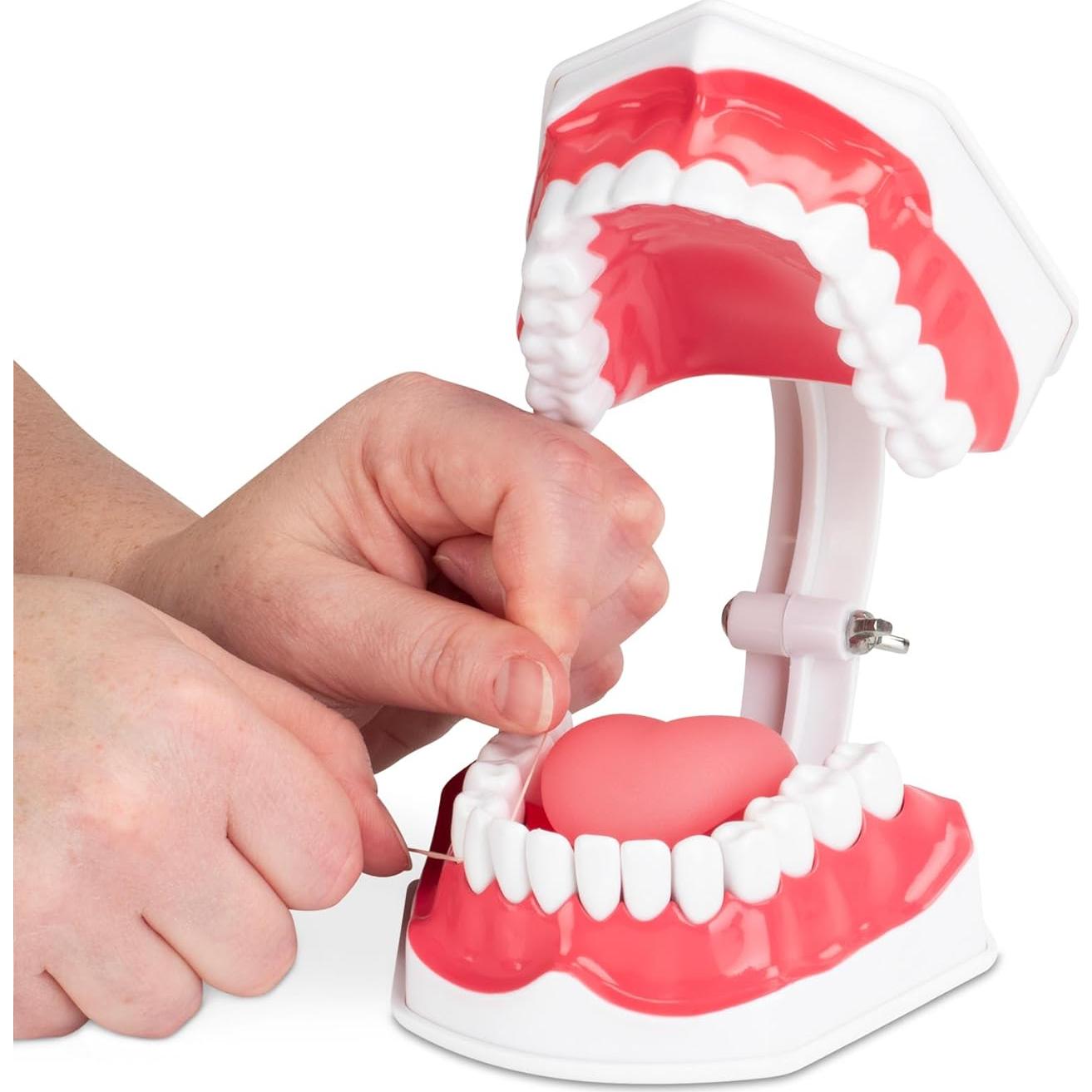 Modelo de Higiene Dental Practicon 2X Tamaño Real con Lengua Móvil