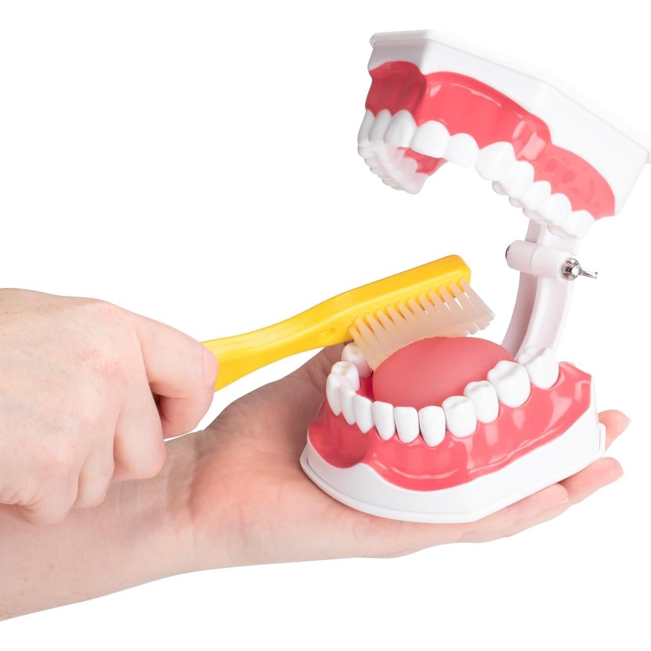 Modelo de Higiene Dental Practicon 2X Tamaño Real con Lengua Móvil