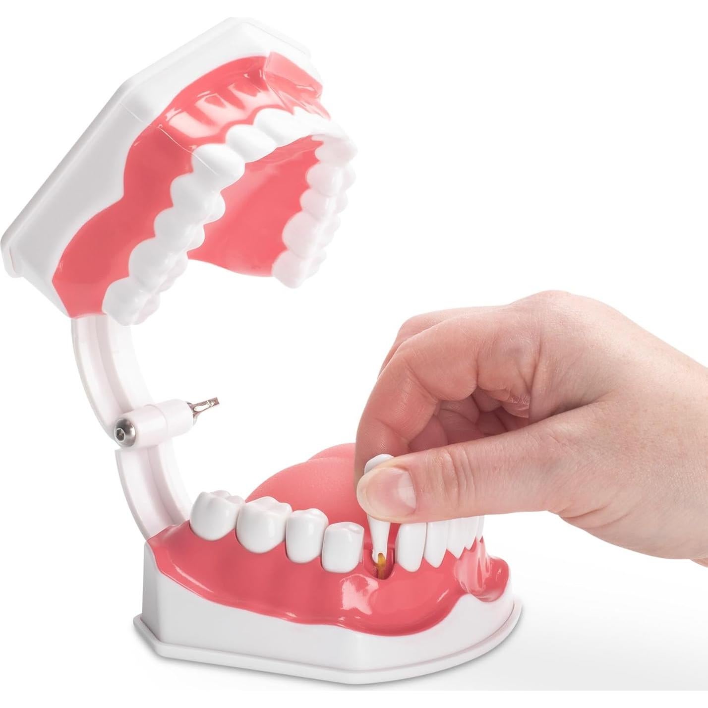 Modelo de Higiene Dental Practicon 2X Tamaño Real con Lengua Móvil