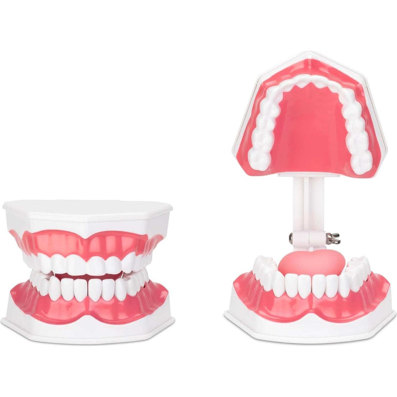 Modelo de Higiene Dental Practicon 2X Tamaño Real con Lengua Móvil