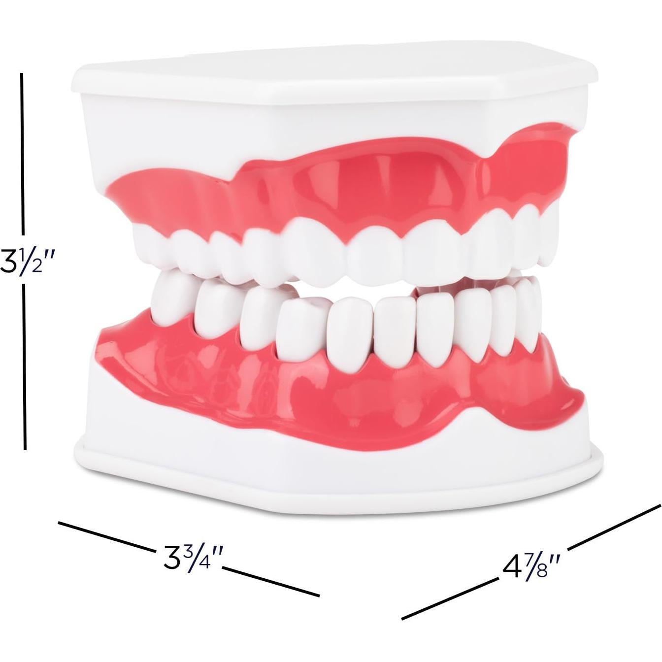 Modelo de Higiene Dental Practicon 2X Tamaño Real con Lengua Móvil