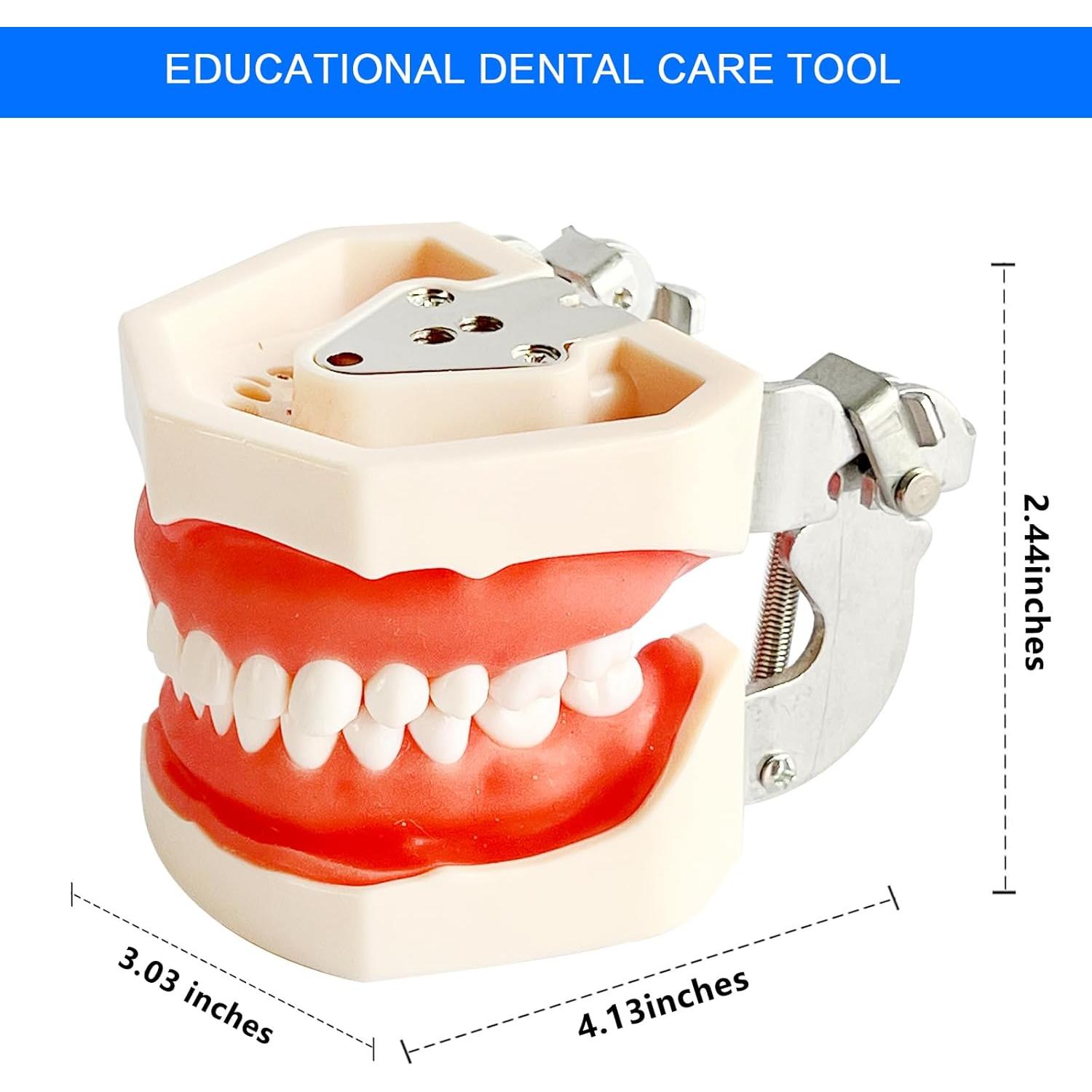 Modelo de Enseñanza Dental Ceonam con 28 Dientes Desmontables