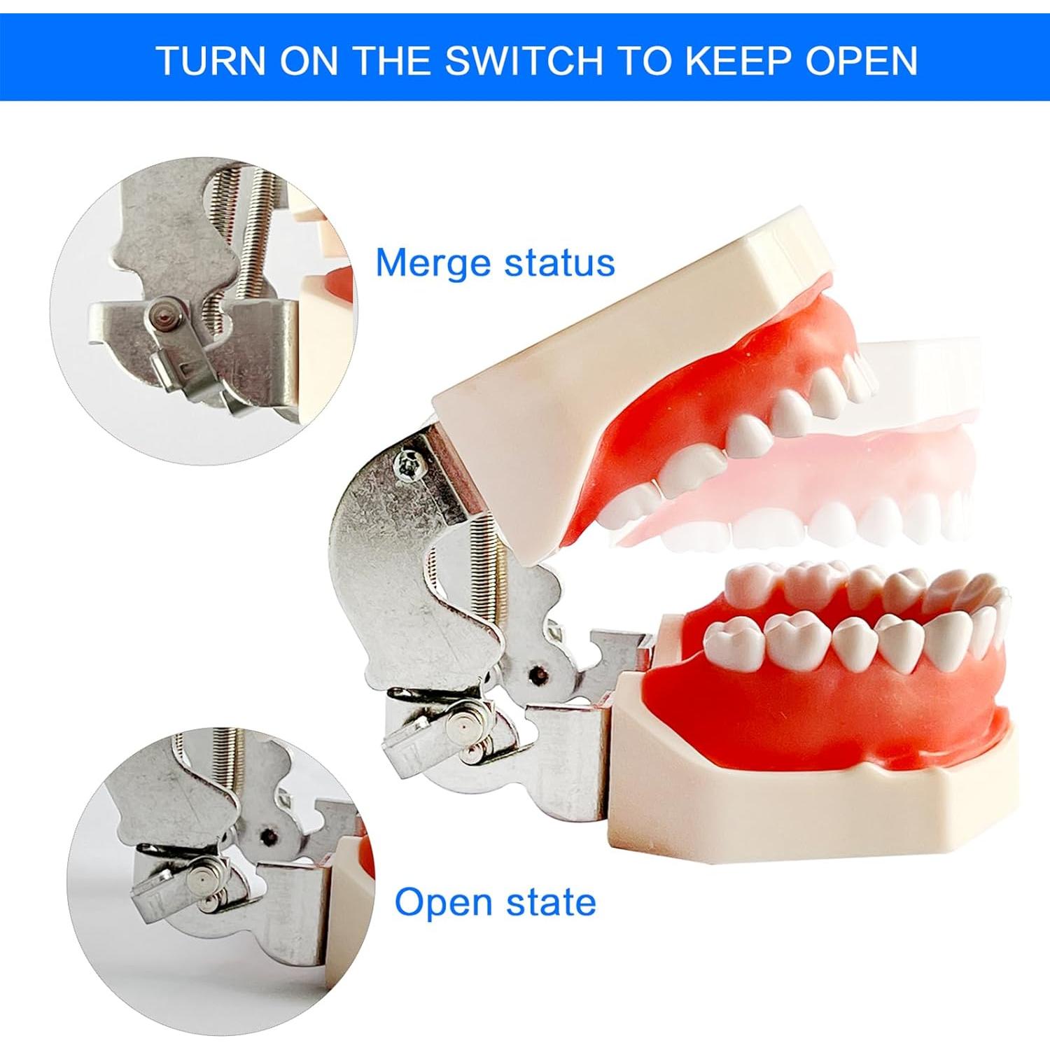 Modelo de Enseñanza Dental Ceonam con 28 Dientes Desmontables