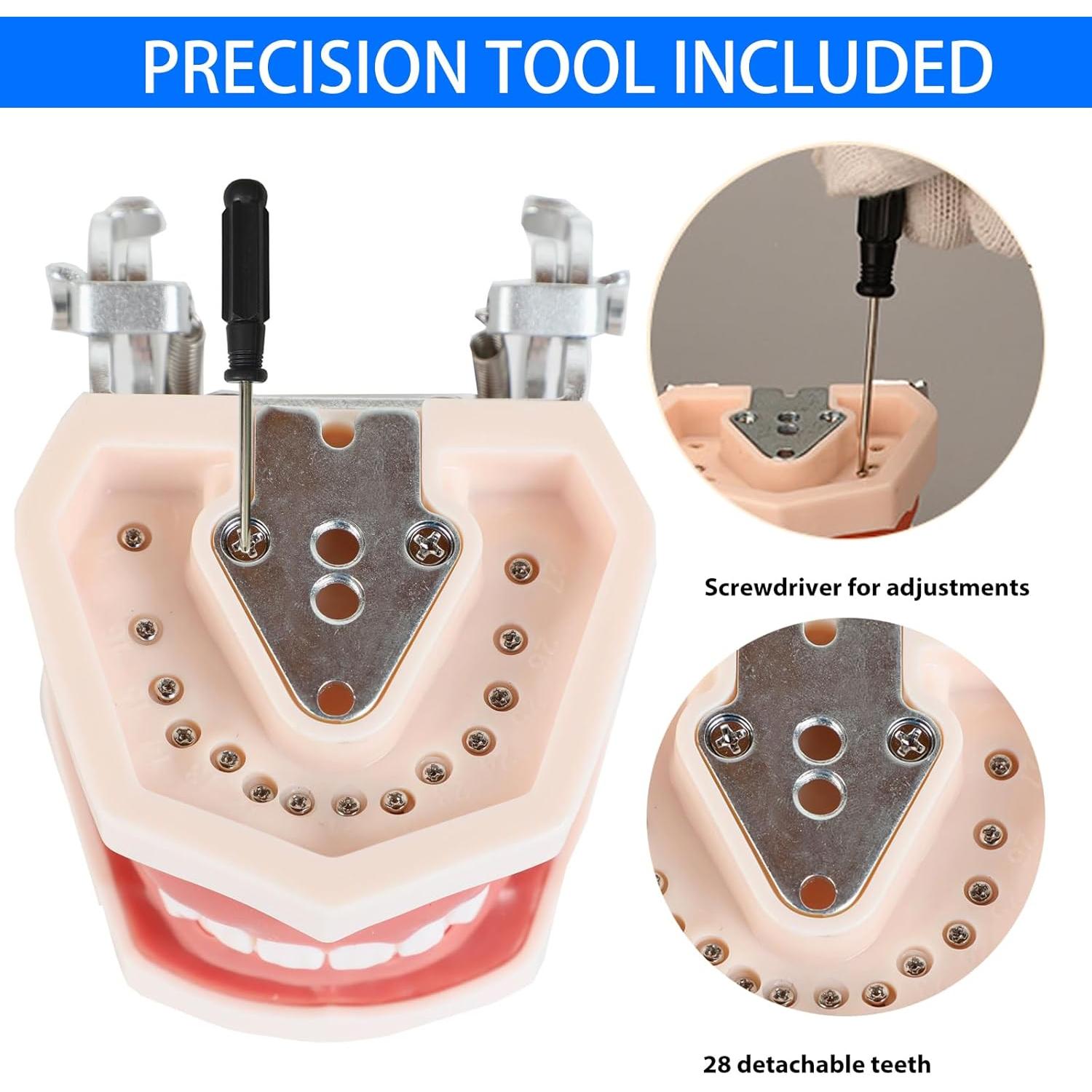 Modelo de Enseñanza Dental Ceonam con 28 Dientes Desmontables