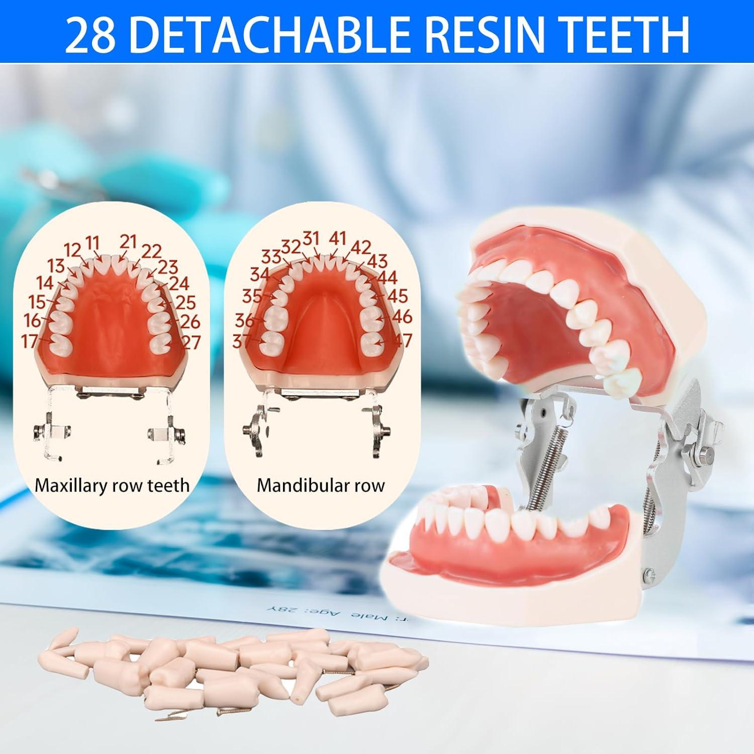 Modelo de Enseñanza Dental Ceonam con 28 Dientes Desmontables