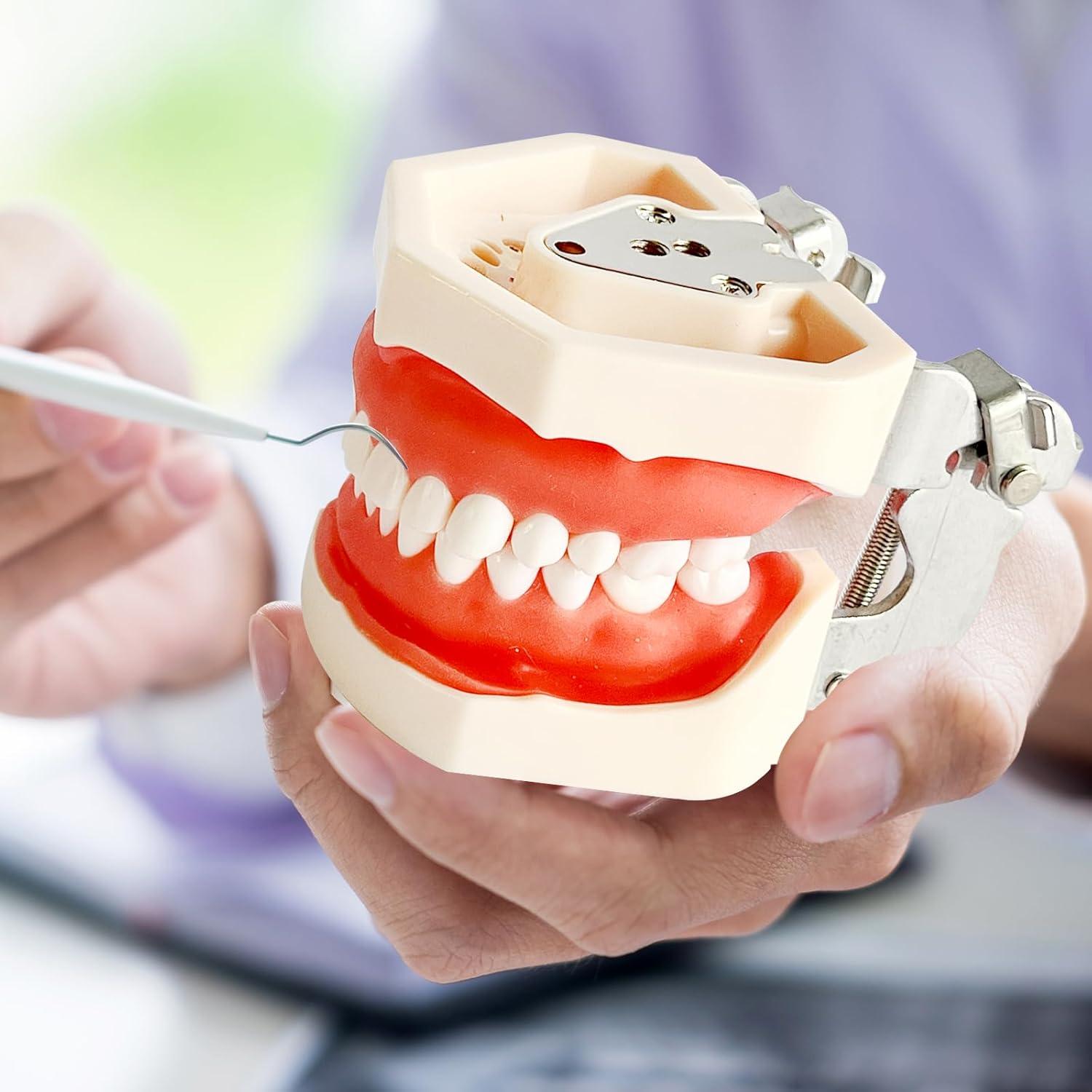 Modelo de Enseñanza Dental Ceonam con 28 Dientes Desmontables