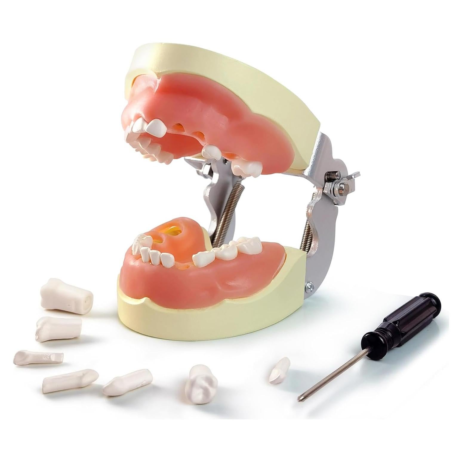 Modelo de Dientes Infantil MediTrainer con 24 Dientes Removibles