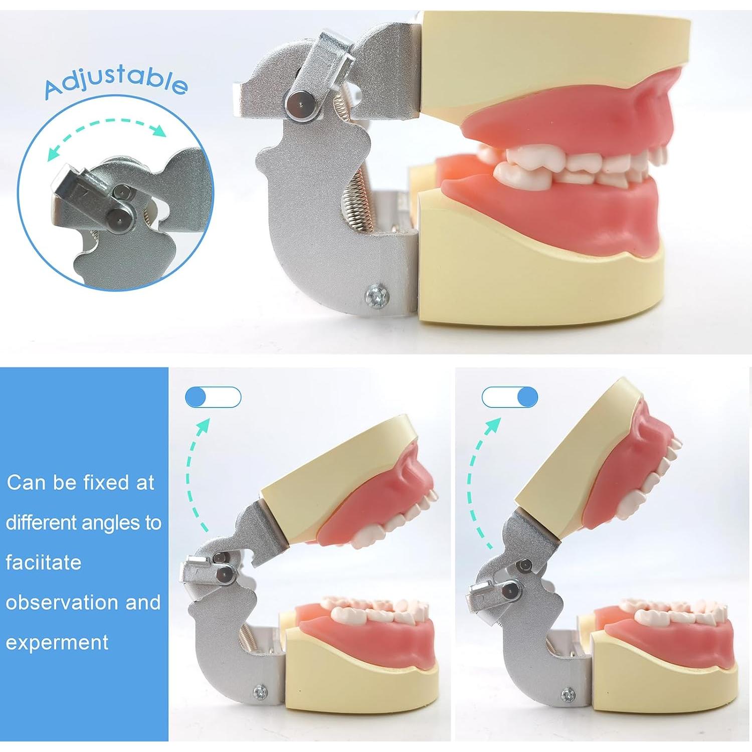 Modelo de Dientes Infantil MediTrainer con 24 Dientes Removibles