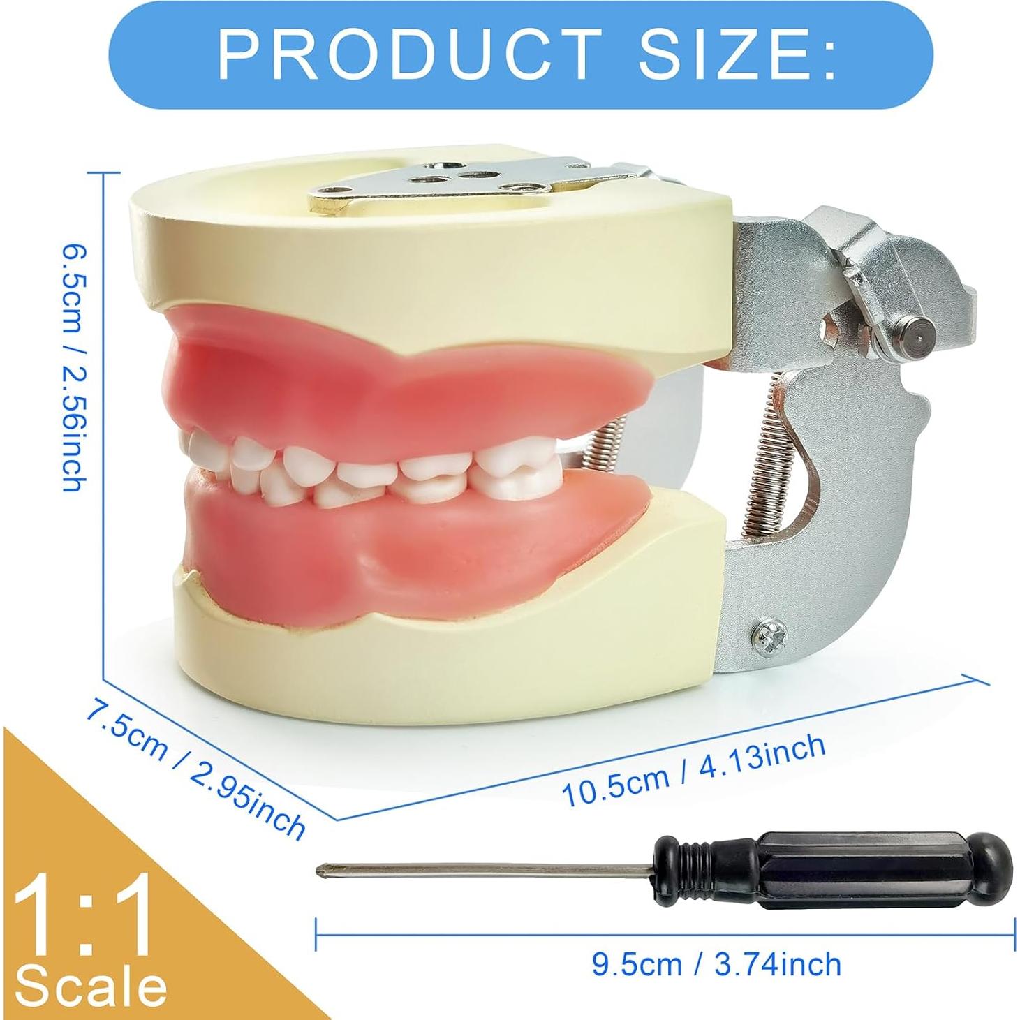 Modelo de Dientes Infantil MediTrainer con 24 Dientes Removibles