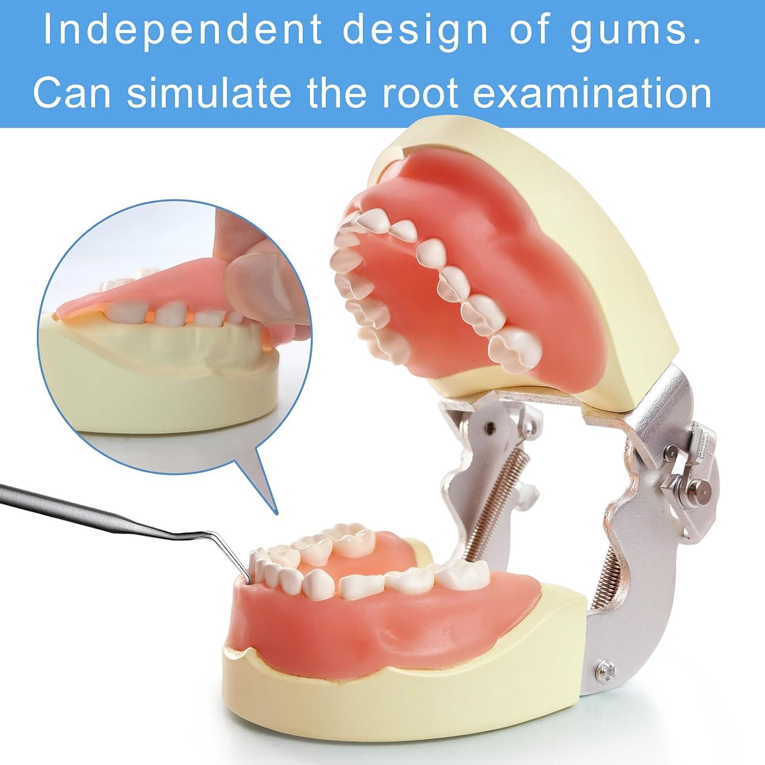 Modelo de Dientes Infantil MediTrainer con 24 Dientes Removibles