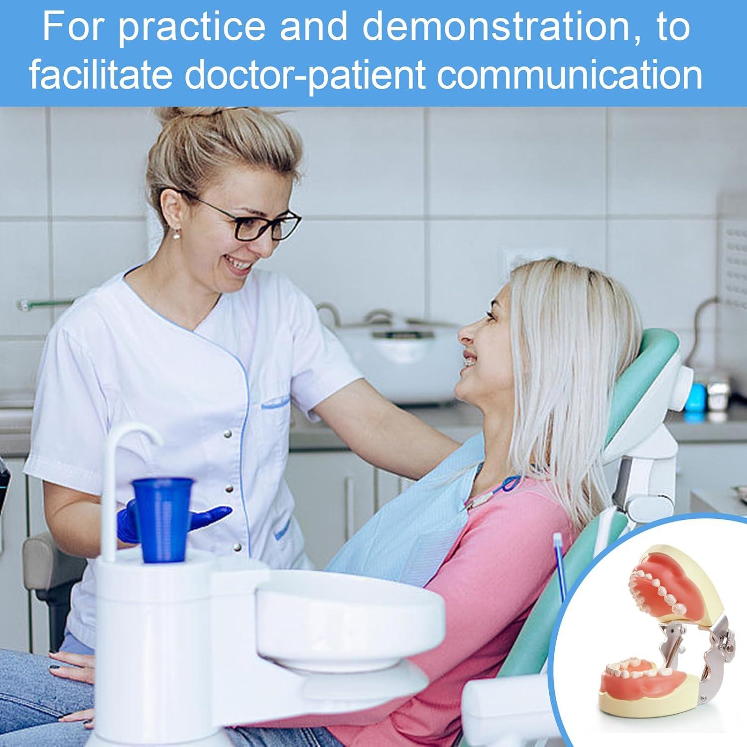 Modelo de Dientes Infantil MediTrainer con 24 Dientes Removibles