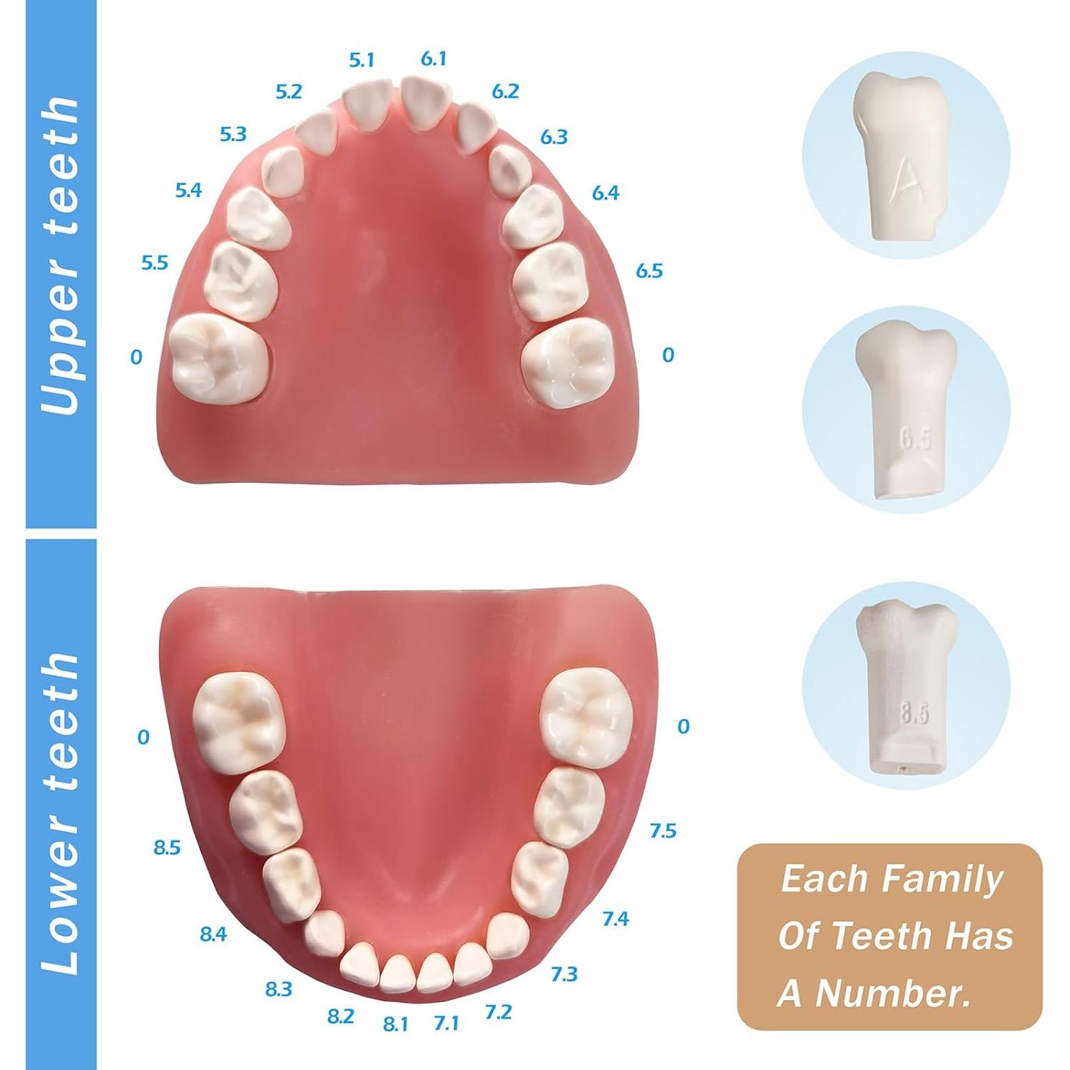 Modelo de Dientes Infantil MediTrainer con 24 Dientes Removibles