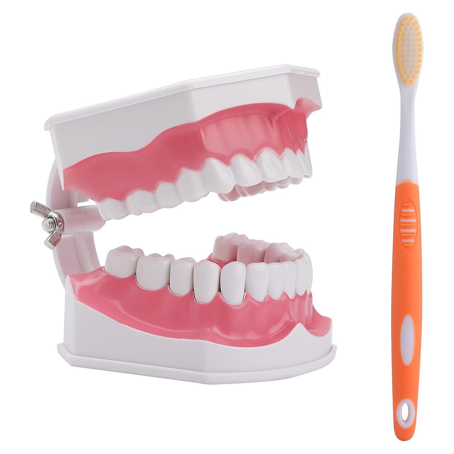 Modelo Dental Grande LVCHEN con Cepillo y Dientes Removibles