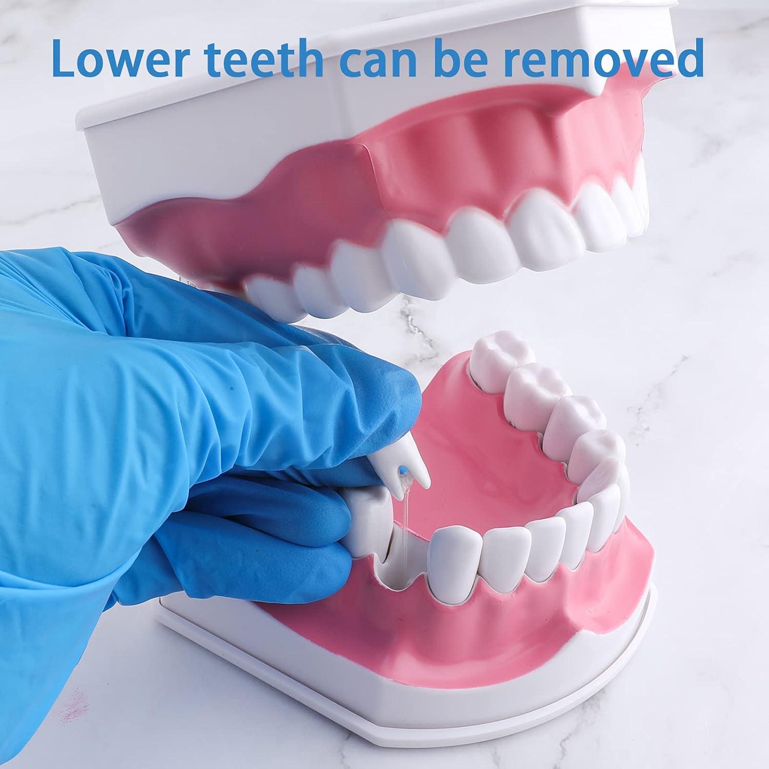 Modelo Dental Grande LVCHEN con Cepillo y Dientes Removibles