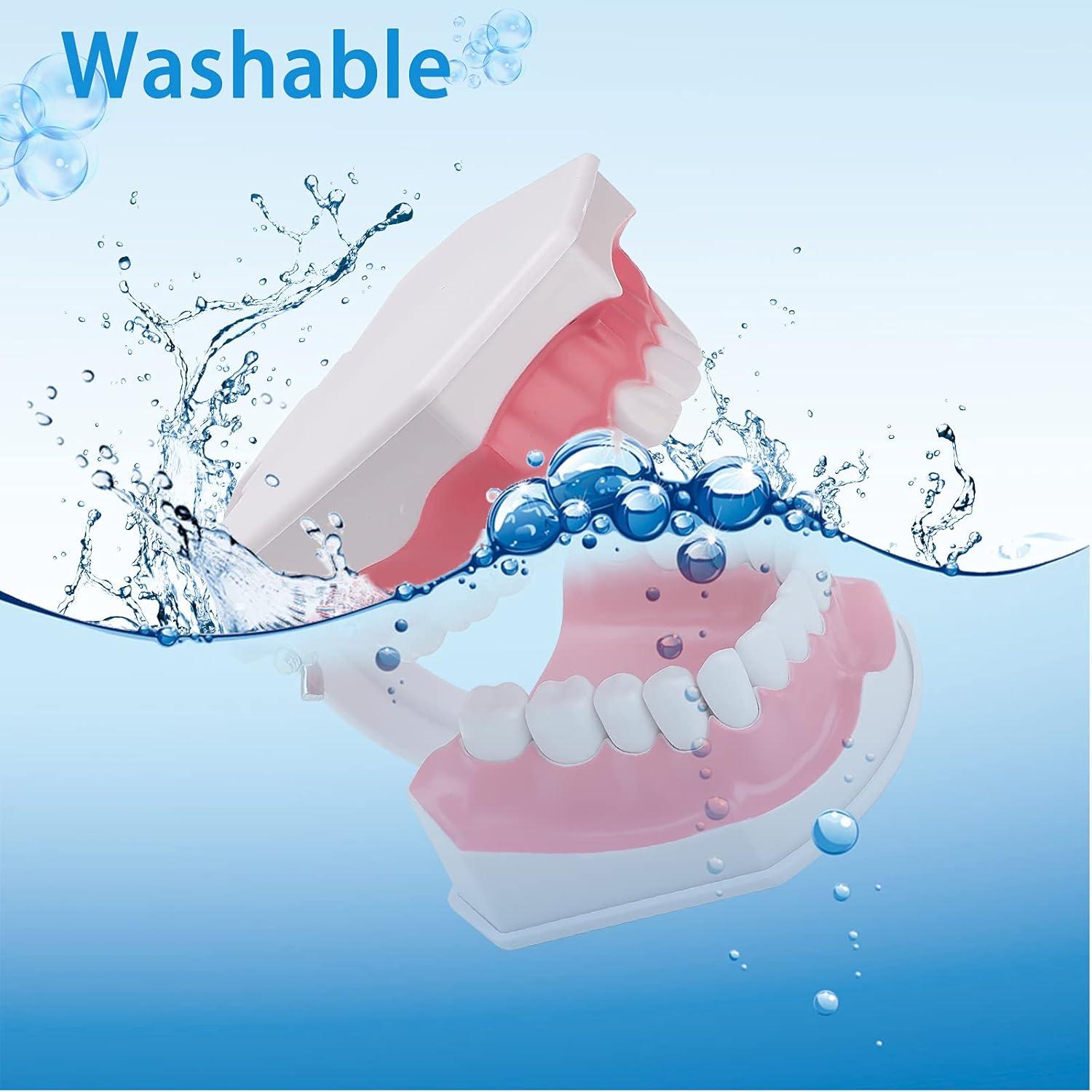 Modelo Dental Grande LVCHEN con Cepillo y Dientes Removibles