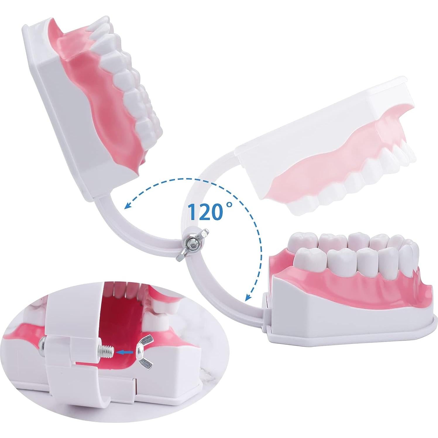 Modelo Dental Grande LVCHEN con Cepillo y Dientes Removibles