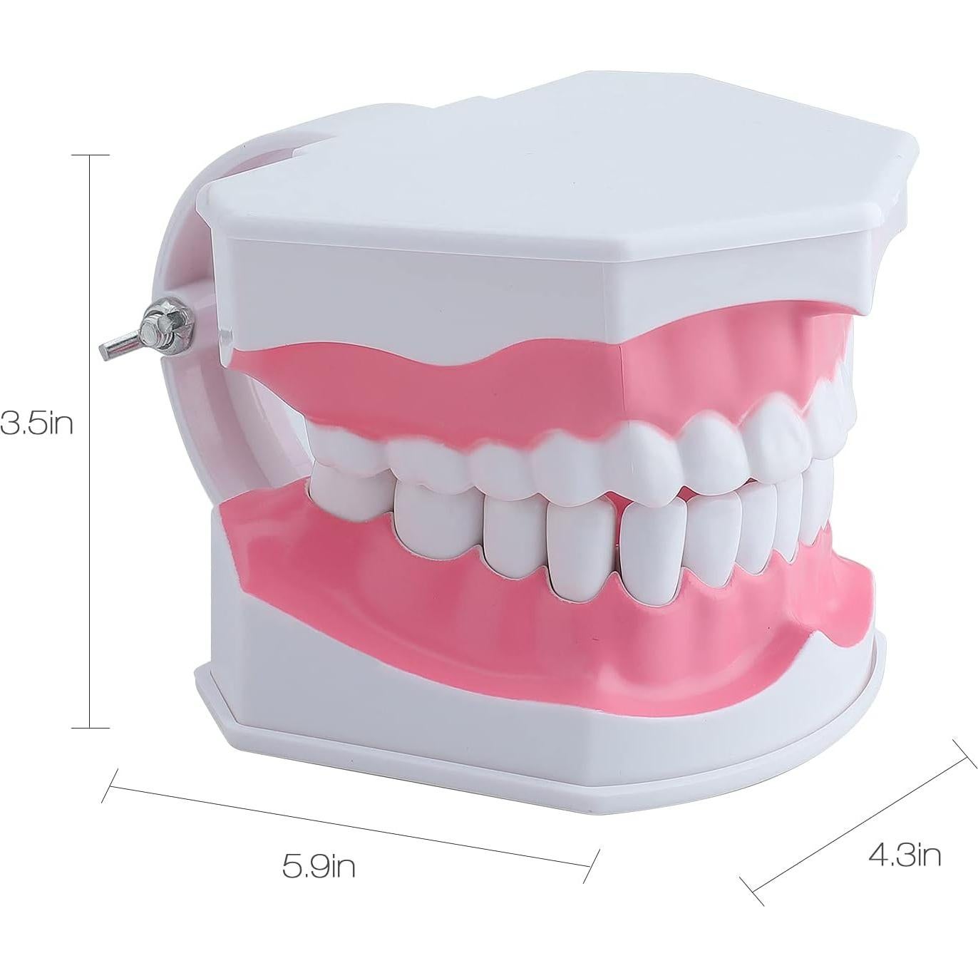 Modelo Dental Grande LVCHEN con Cepillo y Dientes Removibles
