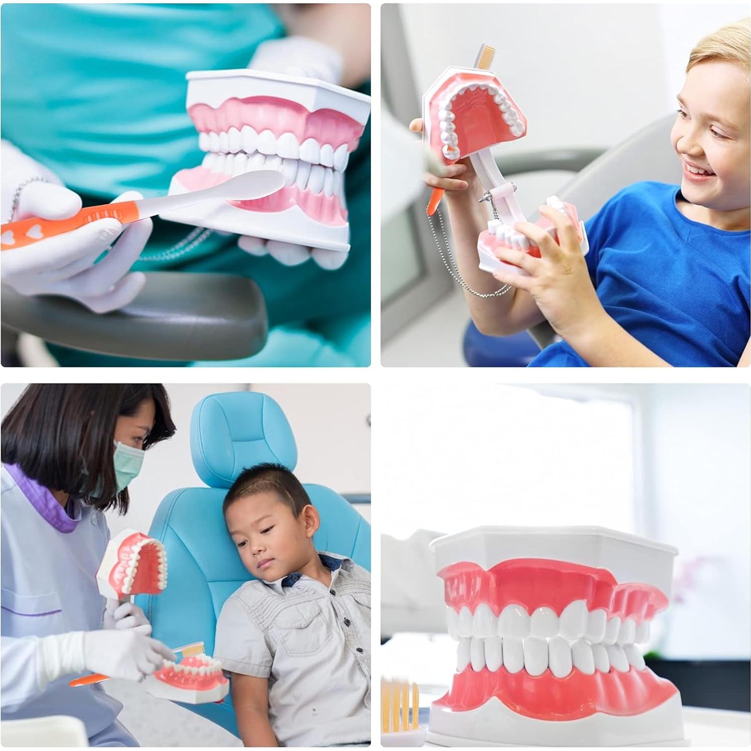 Modelo Dental Grande LVCHEN con Cepillo y Dientes Removibles