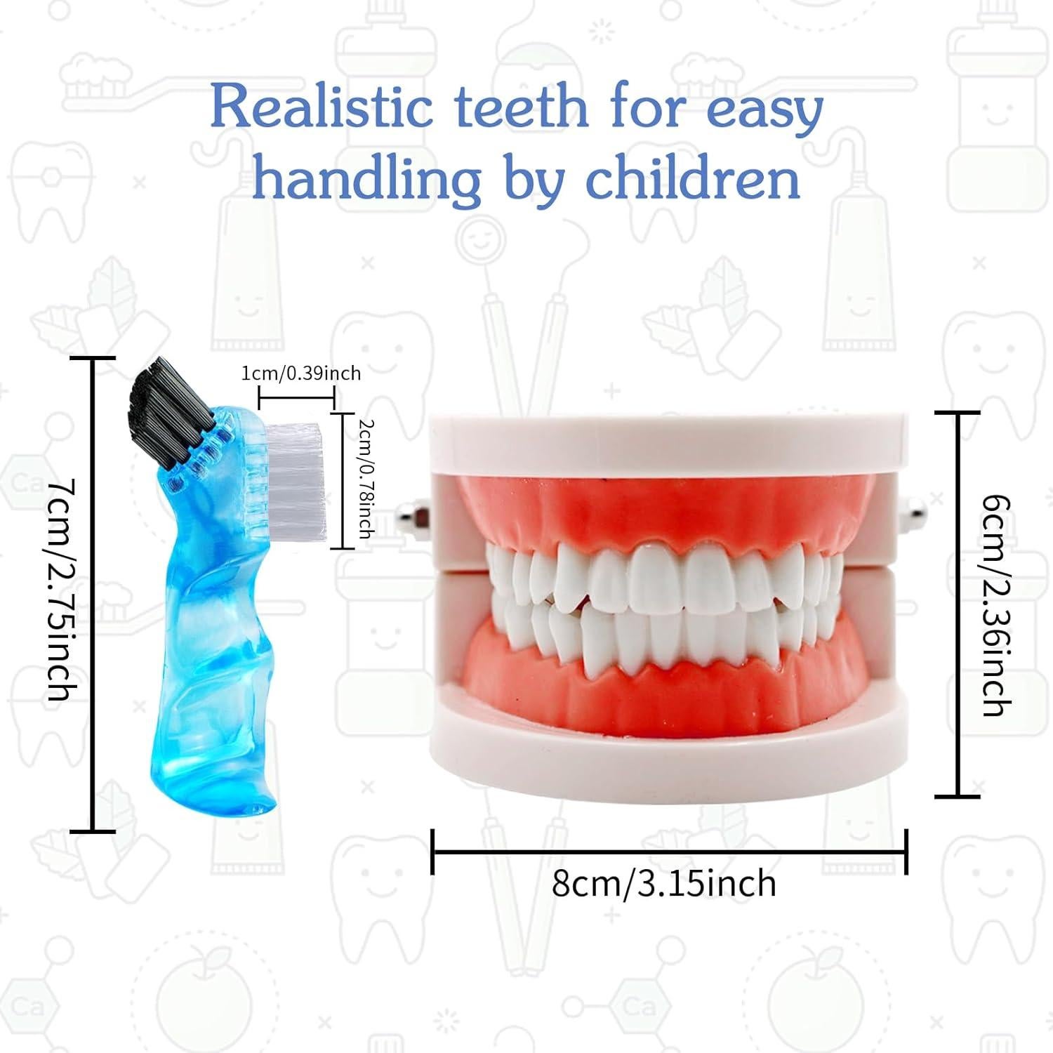 Modelo Dental de Dientes Ceonam CEM102 con Cepillo de Dientes