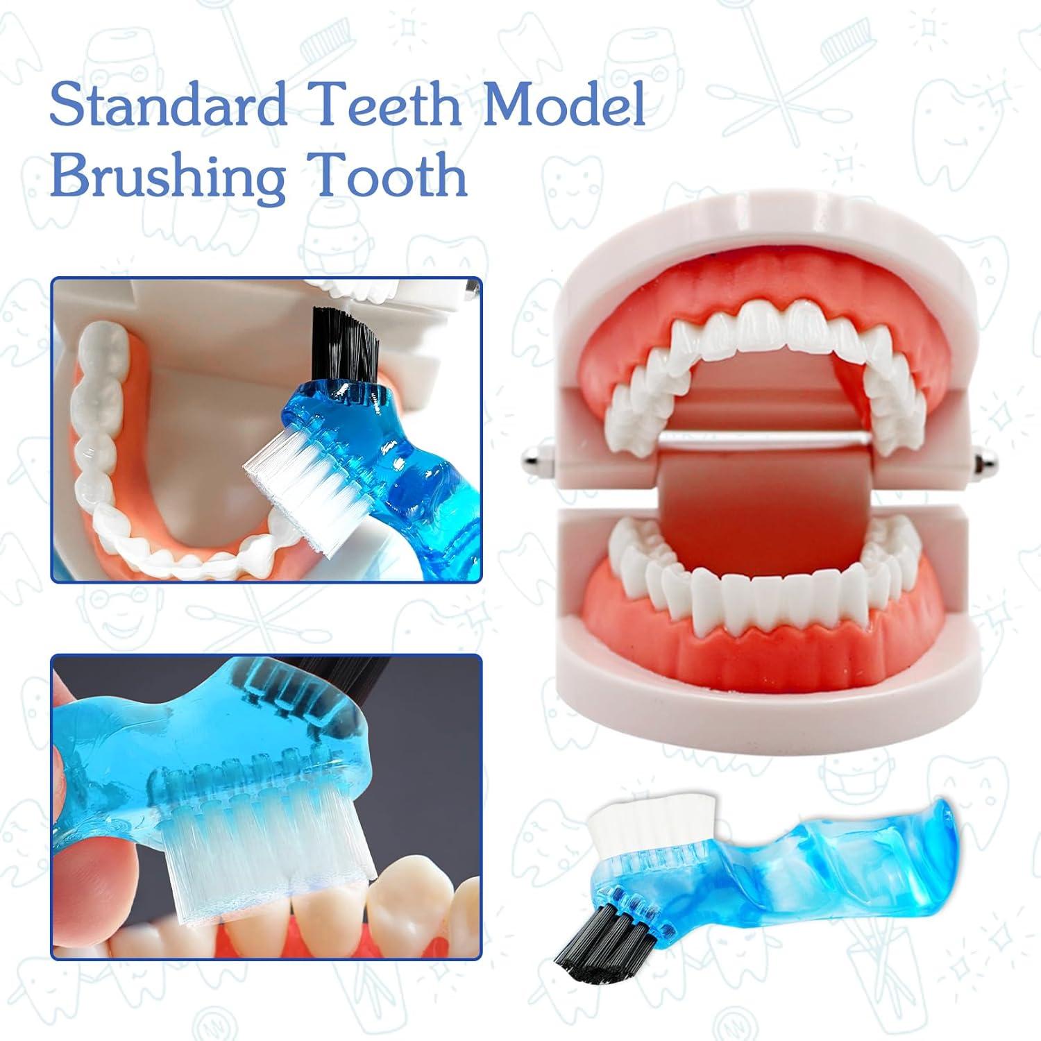 Modelo Dental de Dientes Ceonam CEM102 con Cepillo de Dientes