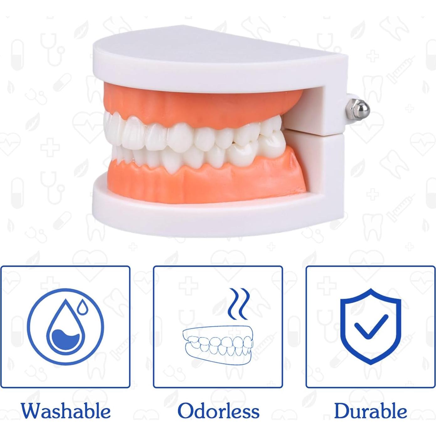 Modelo Dental de Dientes Ceonam CEM102 con Cepillo de Dientes