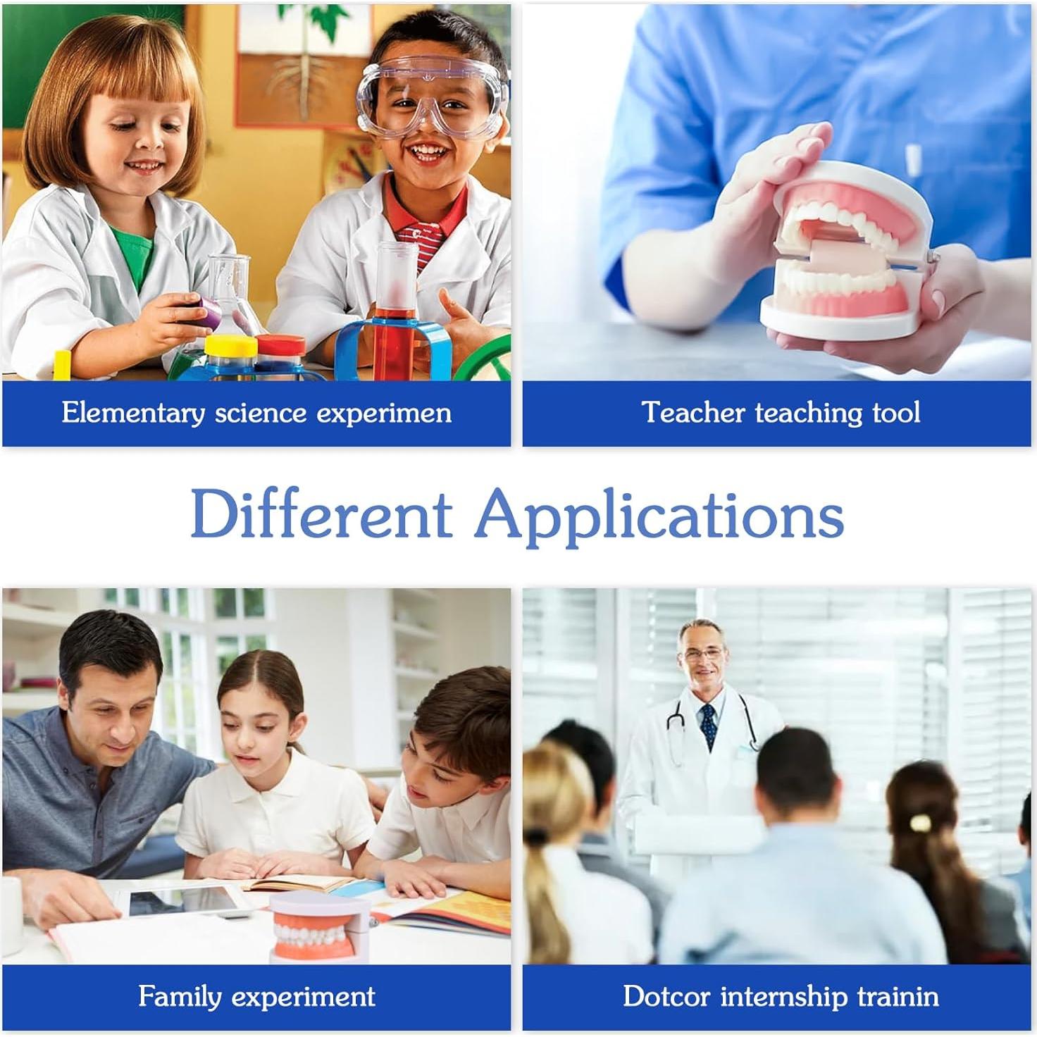 Modelo Dental de Dientes Ceonam CEM102 con Cepillo de Dientes