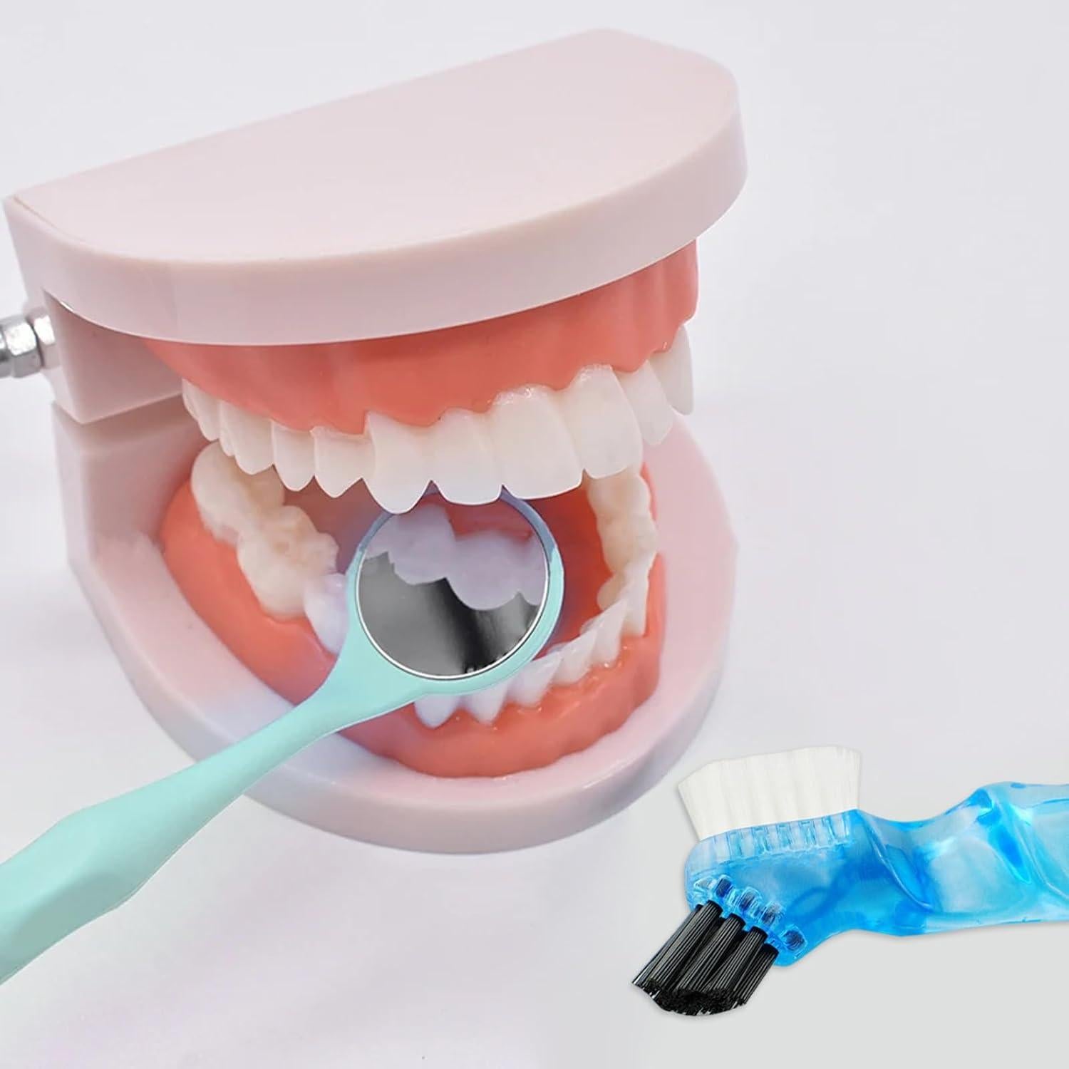 Modelo Dental de Dientes Ceonam CEM102 con Cepillo de Dientes