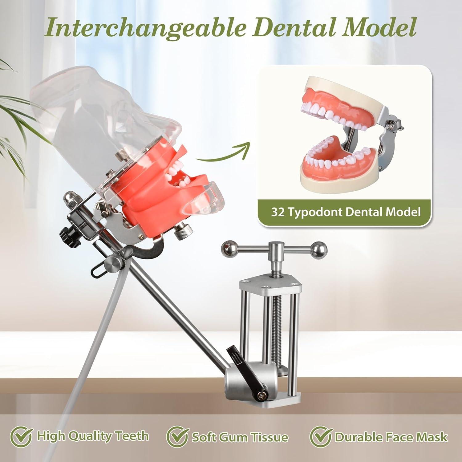 Cabeza de Maniquí Dental Ultrassist Typodont 32 Dientes