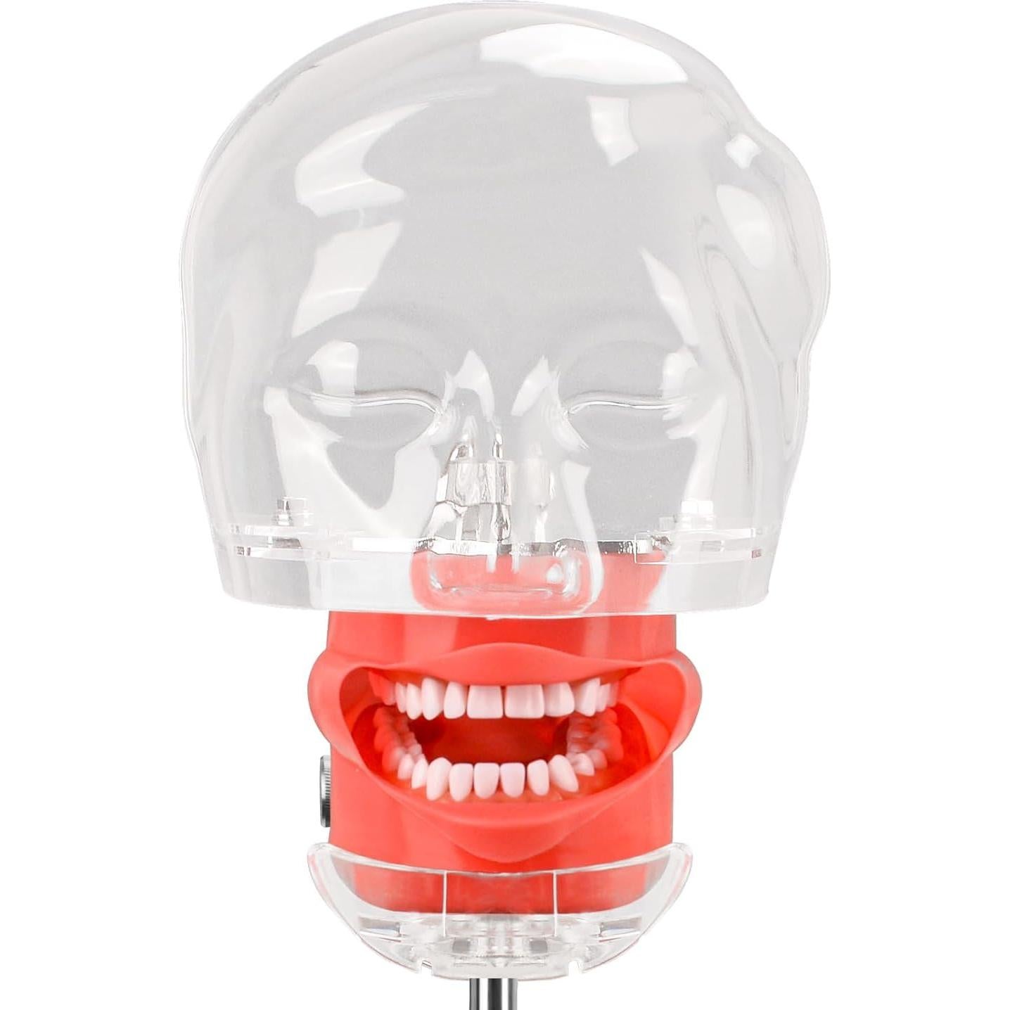 Cabeza de Maniquí Dental Ultrassist Typodont 32 Dientes
