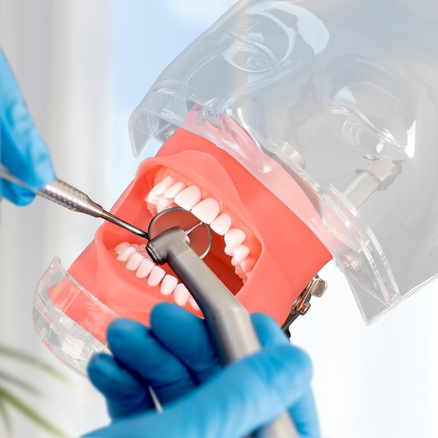 Cabeza de Maniquí Dental Ultrassist Typodont 32 Dientes