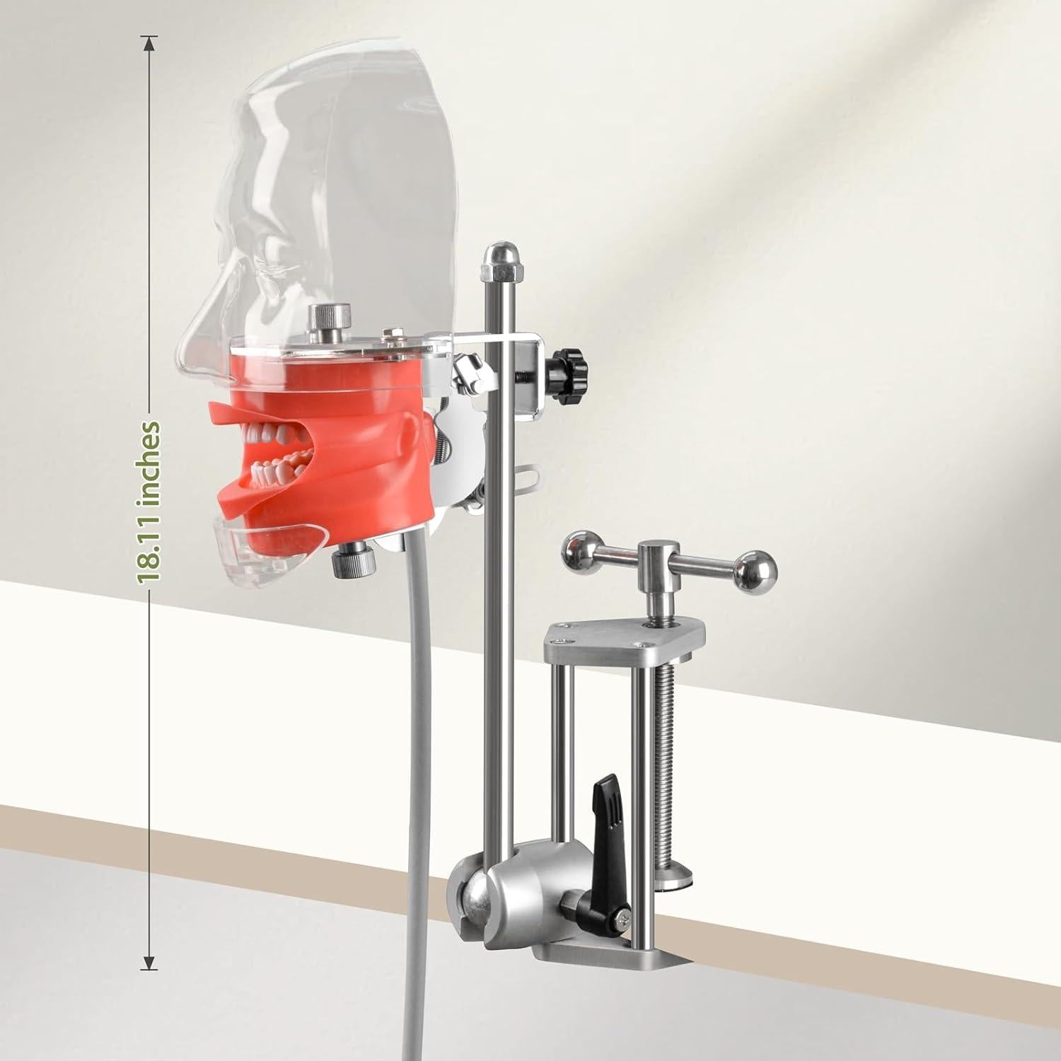 Cabeza de Maniquí Dental Ultrassist Typodont 32 Dientes