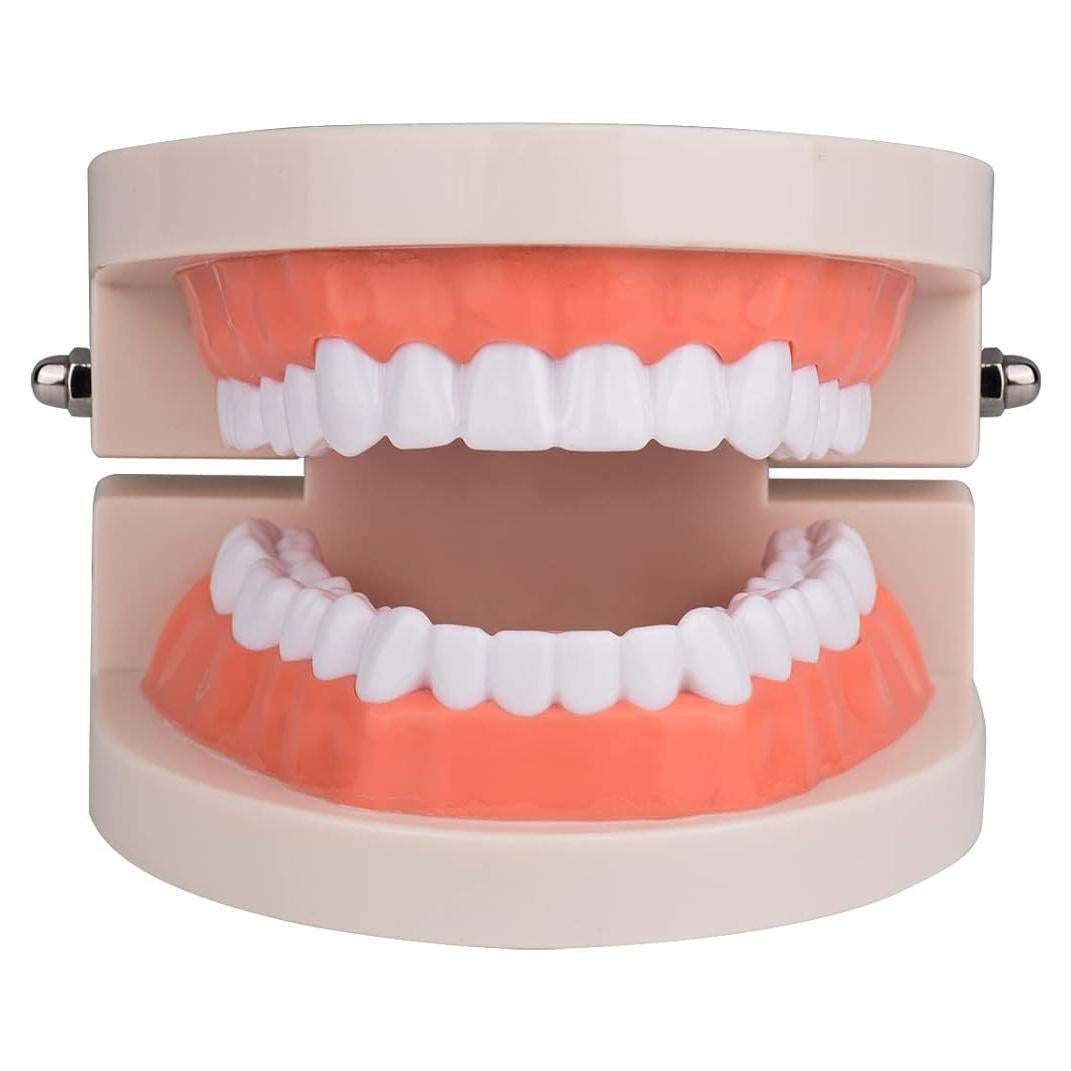 Modelo de Dientes Estándar Ultrassist 1:1 para Dentistas