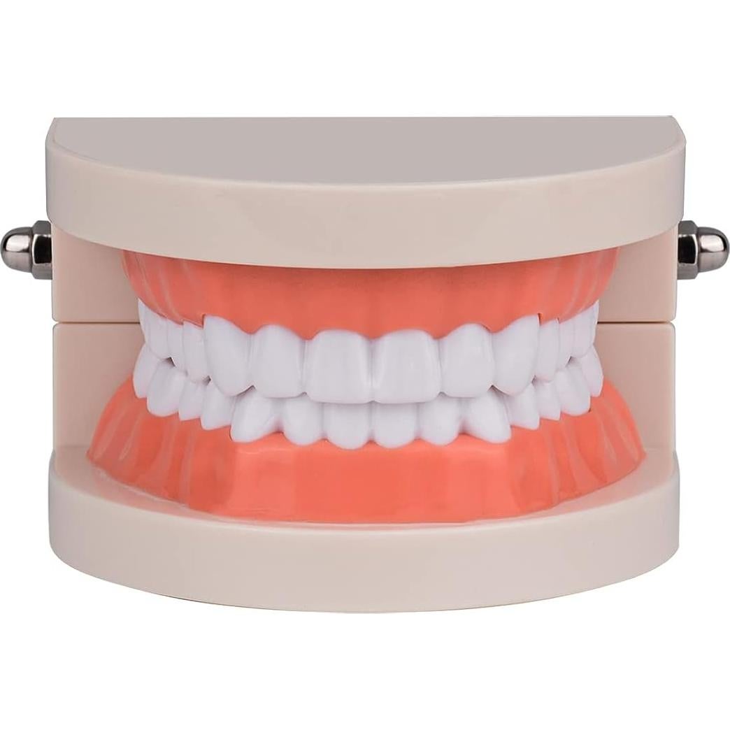 Modelo de Dientes Estándar Ultrassist 1:1 para Dentistas