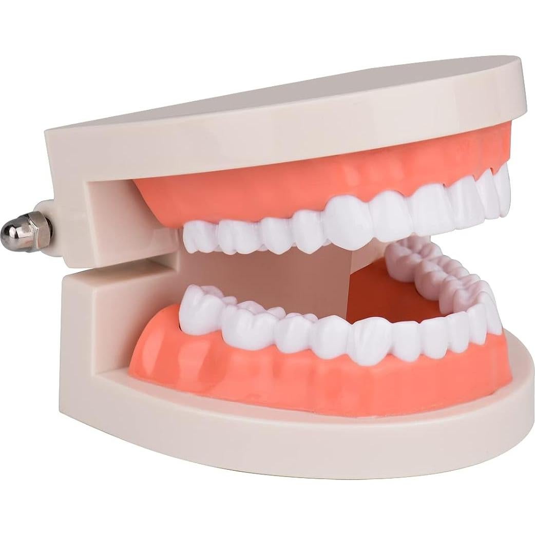 Modelo de Dientes Estándar Ultrassist 1:1 para Dentistas