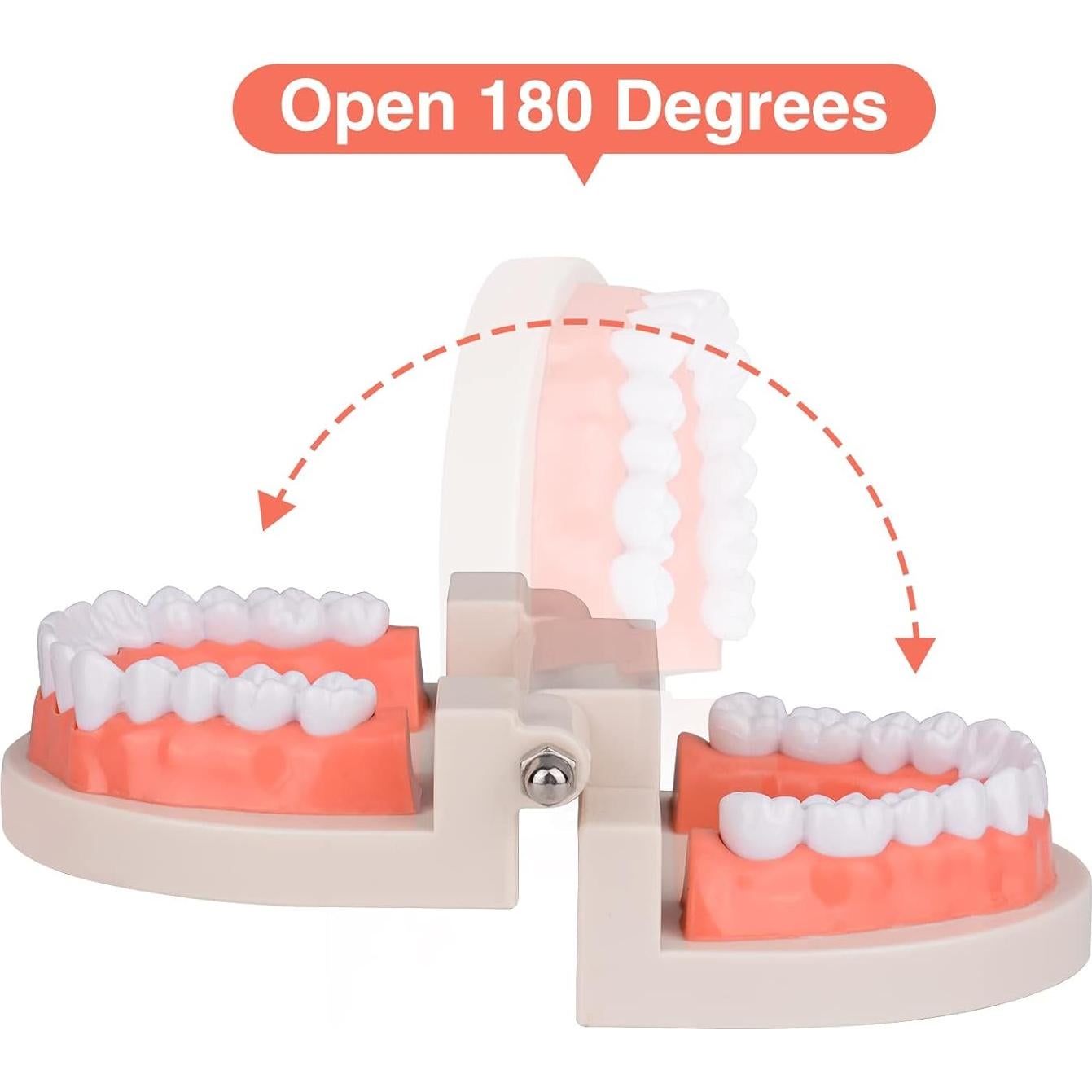 Modelo de Dientes Estándar Ultrassist 1:1 para Dentistas
