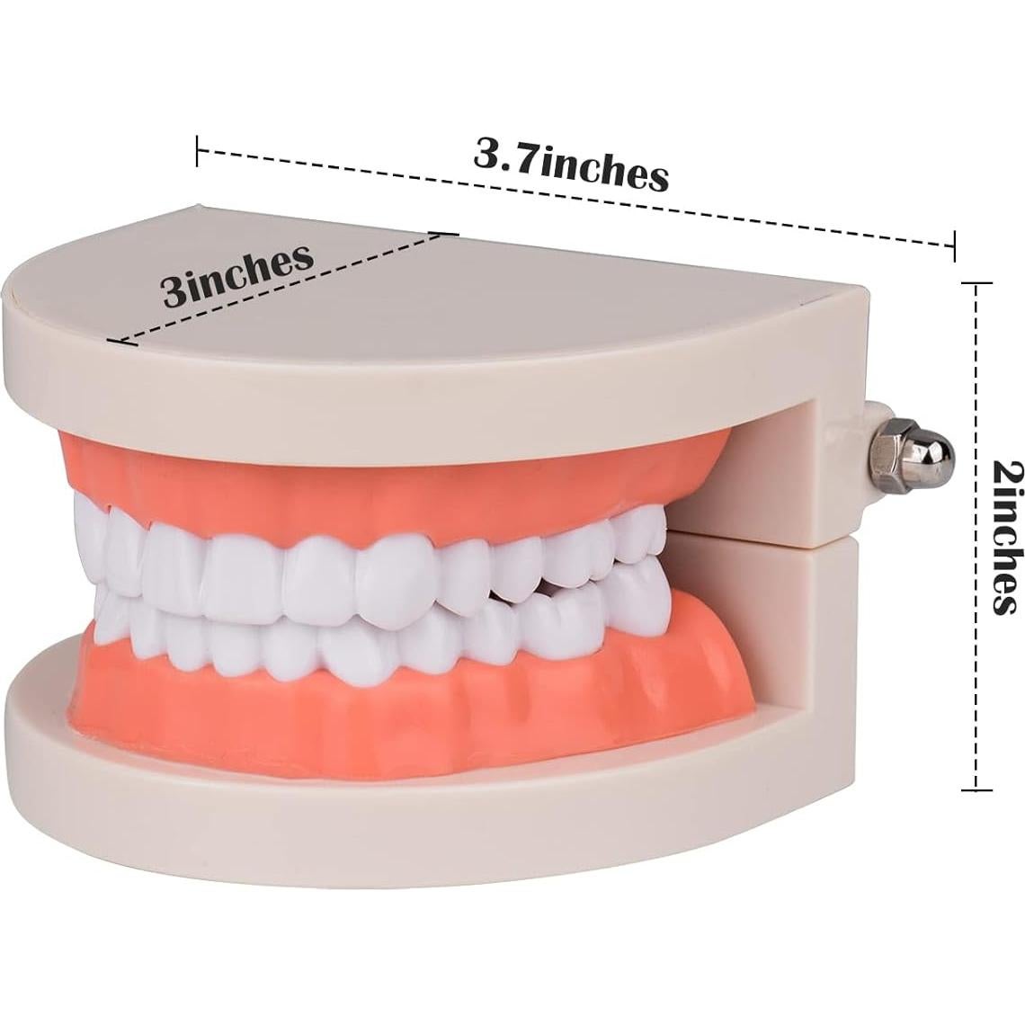 Modelo de Dientes Estándar Ultrassist 1:1 para Dentistas