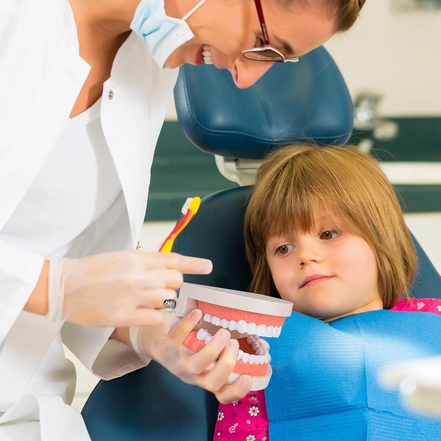 Modelo de Dientes Estándar Ultrassist 1:1 para Dentistas